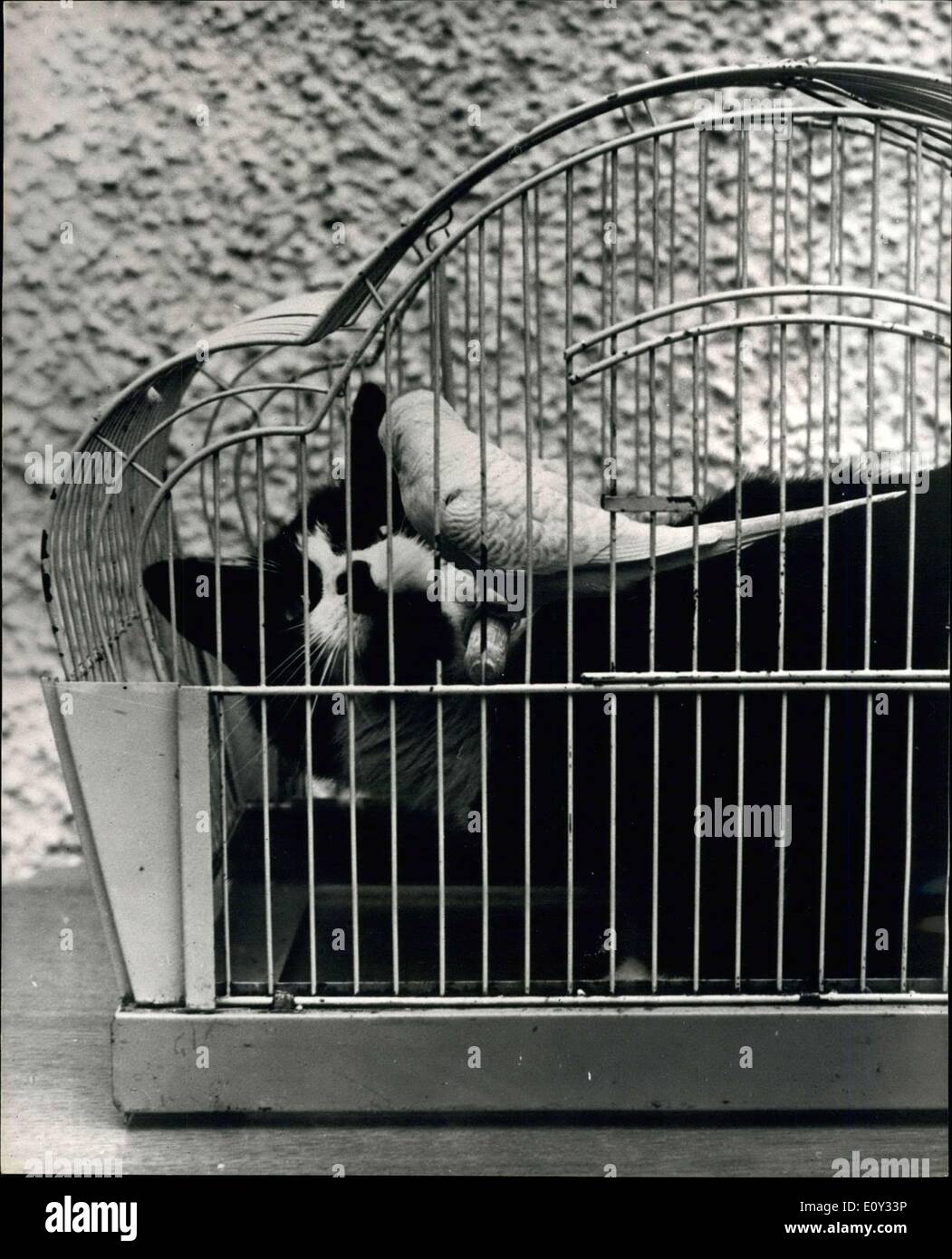 25. Juni 1968 - '' Tootsy'' zahlt einen sozialen Anruf auf '' Pip'': '' Tootsy'' Katze kann oft gesehen werden, in den Käfig der '' PIP'' Familie Wellensittich, nicht auf der Suche nach Beute, aber nur um ein freundlicher Anruf auf ein anderes Mitglied des Haushalts zu bezahlen. Die Katze schläft manchmal in den Käfig, besetzen die Bodenfläche mit dem Vogel sitzt auf dem Rücken. Der Wellensittich zeigt keine Angst vor der Katze, thront in der Tat, manchmal unter Freiheiten mit ihr, Runde reiten auf den Katzenkopf. Sie sind die Haustiere des 11-jährigen Jane Rendell von Tiverton, Devon Stockfoto
