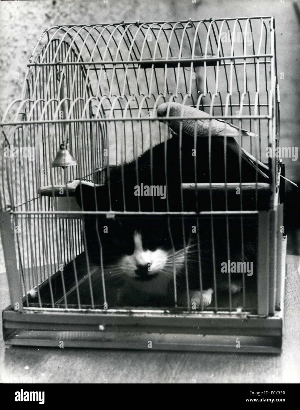 25. Juni 1968 - '' Tootsy "zahlt einen sozialen Anruf auf '' Pie''; '' Tootsy'' der Familienkatze kann oft gesehen werden, in den Käfig der '' Pip'', die Familie Wellensittich, nicht auf der Suche nach Beute, sondern nur um ein freundlicher Anruf auf ein anderes Mitglied des Haushalts zu bezahlen. Die Katze auf ein anderes Mitglied des Haushalts, die Katze schläft manchmal in den Käfig besetzen seine Bodenfläche mit dem Vogel sitzt auf dem Rücken. Der Wellensittich zeigt keine Angst vor der Katze, thront in der Tat, manchmal unter Freiheiten mit ihr, Runde reiten auf den Katzenkopf. Sie sind die Haustiere des 11-jährigen Jane Rendell von Tiverton, Devon Stockfoto