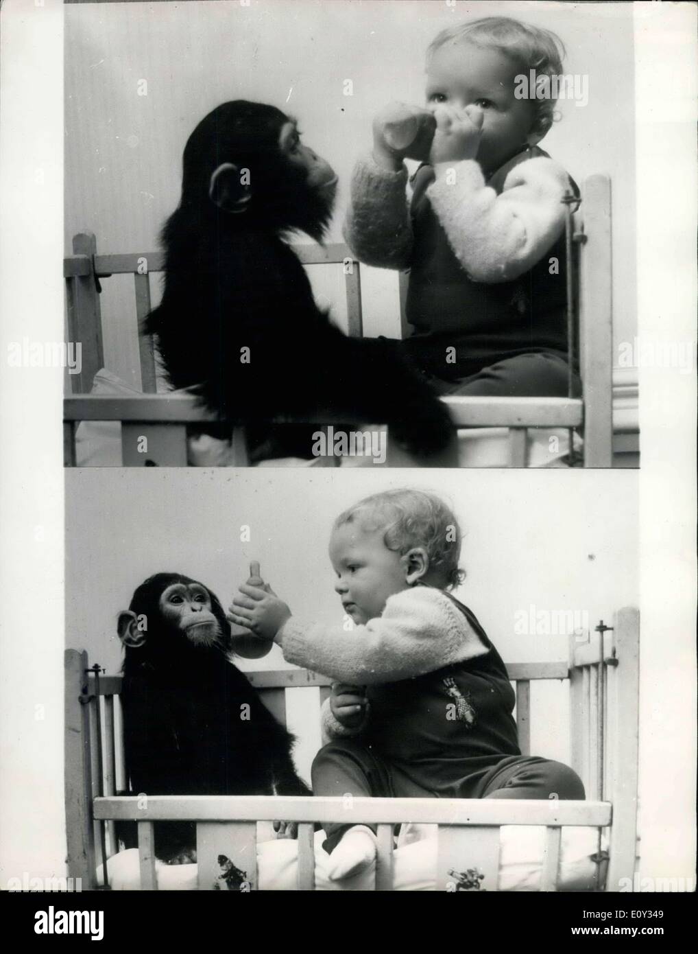 28. Juni 1968 - Rl und baby-ChimpNow die Your Turn für die Flasche. vor 14 Monaten war ein besonderer Anlass im Twycross Zoo, Leicestershire, denn es war eine doppelte Geburt. Eines der weiblichen Schimpansen im Zoo gebar eine Tochter. Um gebar etwa zur gleichen Zeit, Mrs. Robinson, der Zoo Päsidenten, ihr Sohn Neil. Seit dieser denkwürdigen Gelegenheit Mrs. Robinson beide Babys zusammen gebracht hat, behandeln sie beide gleichermaßen. So viel in der Tat Judym Schimpanse und junge Neil Essen, schlafen und spielen zusammen, wie Bruder und Schwester Stockfoto