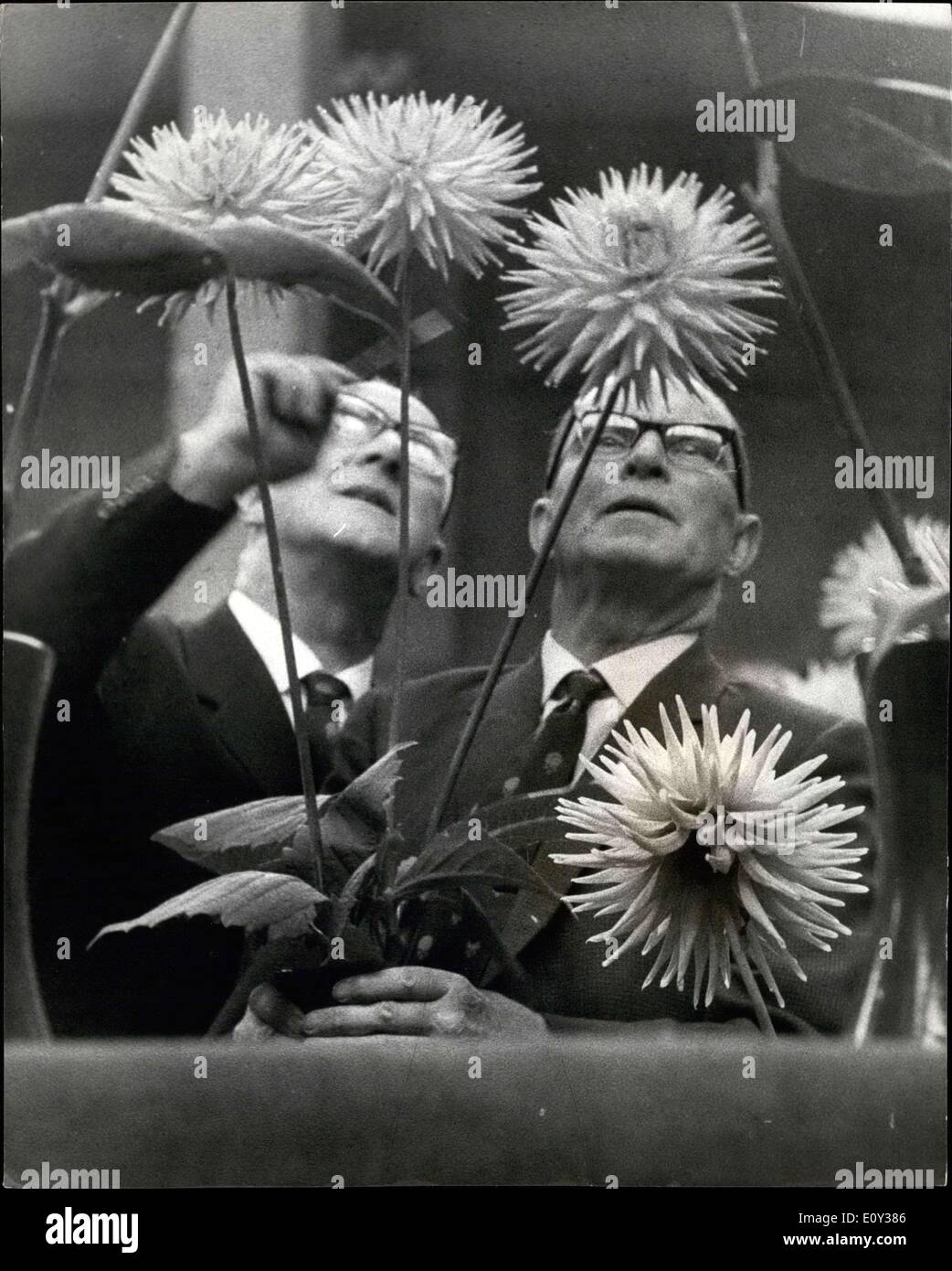 Sept. 17, 1968 - NATIONAL DAHLIA Gesellschaft zeigen. Foto zeigt: - Richter gesehen Inspektion Dahlie blüht, der National Dahlia Society zeigen die heute und morgen in Royal Horticultural Halls, Westminster stattfindet. Stockfoto