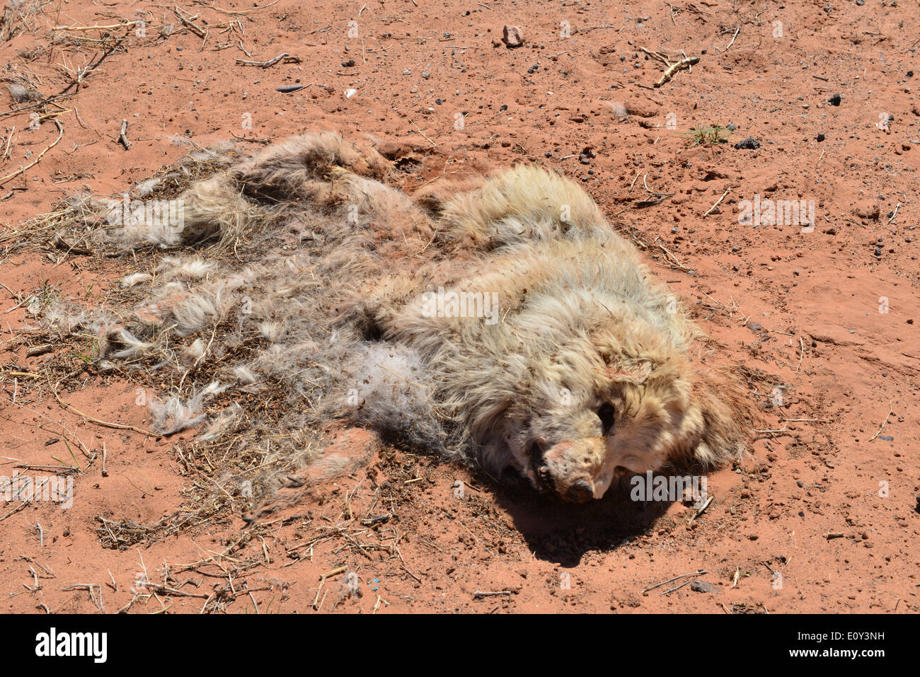 Ein Toter Hund auf der Seite der Straße in Utah Stockfotografie Alamy
