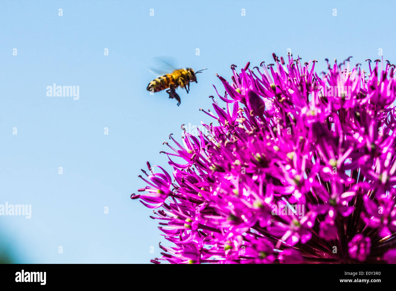 Biene, die Annäherung an eine Blume Stockfoto