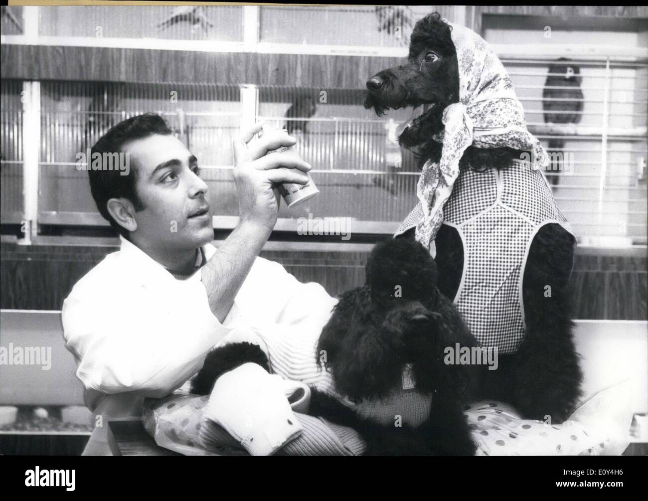 10. Oktober 1968 - abgebildet ist '' Susi'', ein schwarzer Pudel in einem '' Salon'' in Frankfurt am Main. Sie ist immer die Sterne Behandlung hier auf diese neue Art der Salon der Verschönerung Hunde behandelt. Miss Camping 1962: Liegt Learbuch Stockfoto