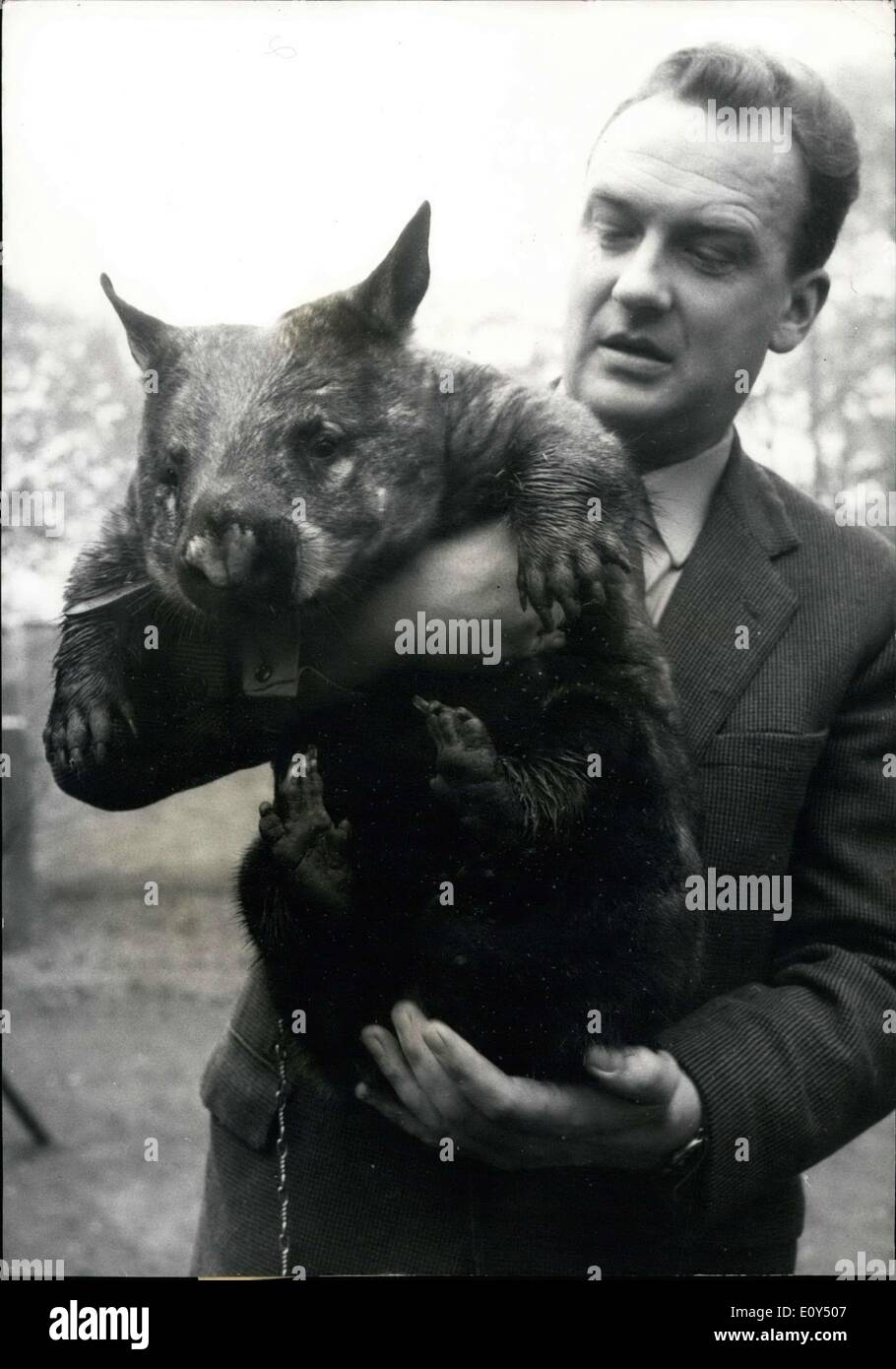 4. November 1968 - A Lieblings... ...von Dr. Wolfgang Gewalt, Direktor des Duisburger Zoos, ist dieser Wombat. Das Tier, einen halben Meter lang - gehört zu den sehr seltenen unter '' Zoo-Bewohnern '' halbes Schwein - halb Bär. Es gibt nur sechs Wombats in der Bundesrepublik Deutschland, von denen zwei in der Burg-Zoo. Der Wombat kommt ursprünglich aus Australien. Er kostet zwischen 1000 - 1500 DM und ist sehr schwer zu bekommen, aber eher als Parasiten in seinem Heimatland gehasst. Manchmal geht das Tier auf eine Hundeleine - es vorne gibt es nicht sehr verwunderlich, dass Dr Stockfoto