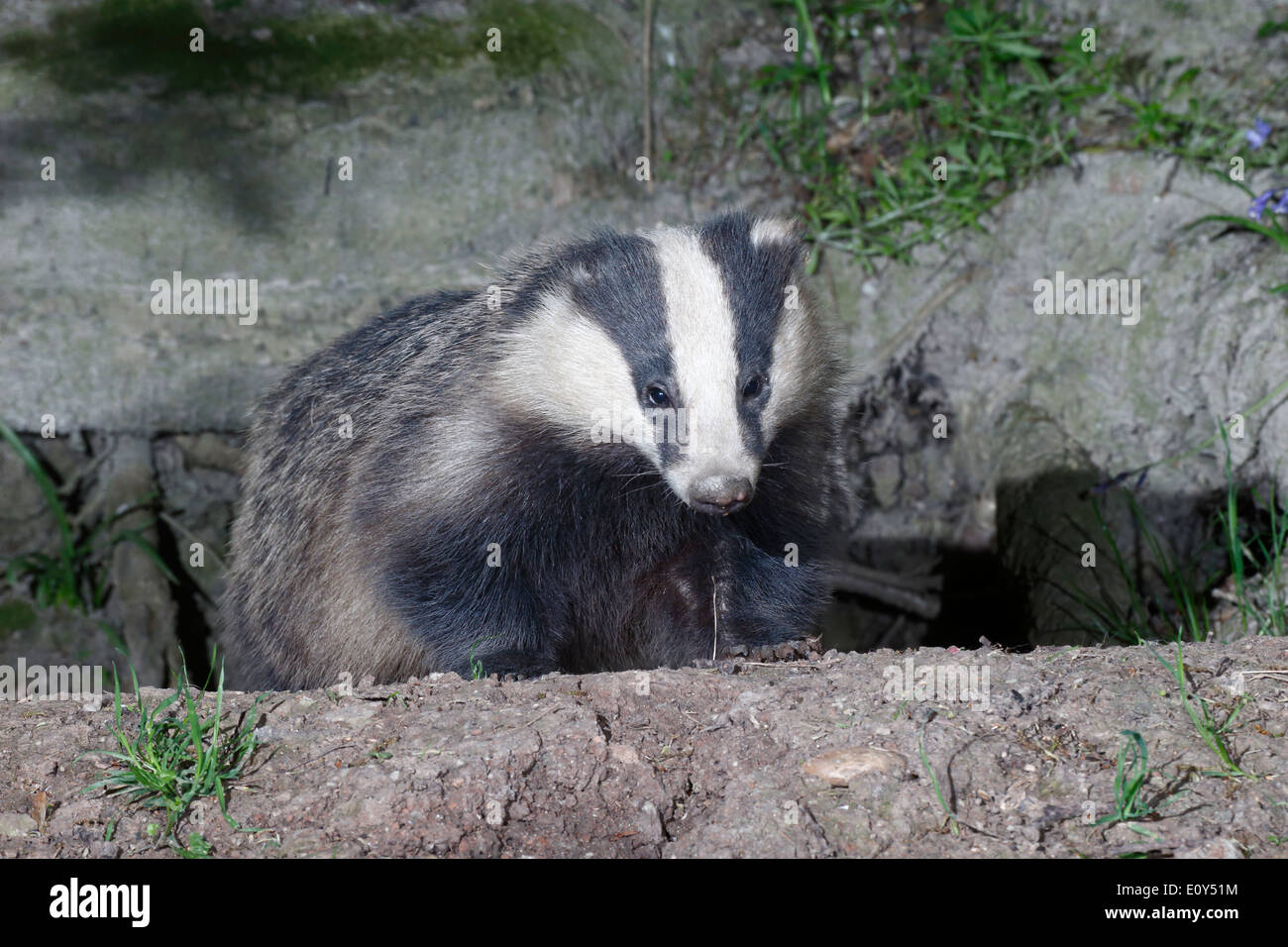 Dachs, Meles Meles, einziges Säugetier an, Warwickshire, Mai 2014 Stockfoto