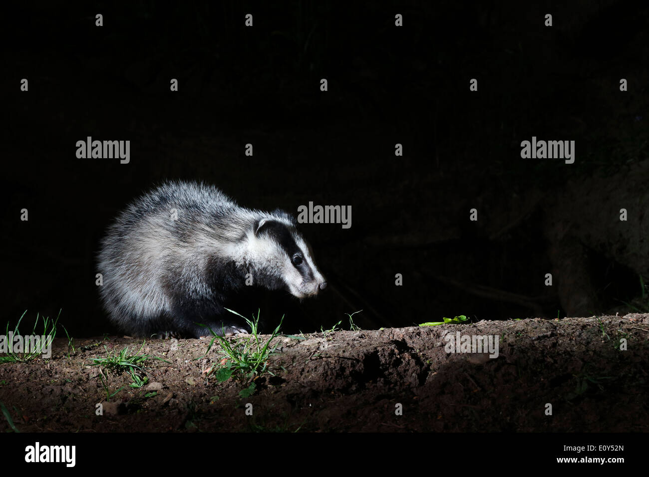 Dachs, Meles Meles, einziges Säugetier an, Warwickshire, Mai 2014 Stockfoto