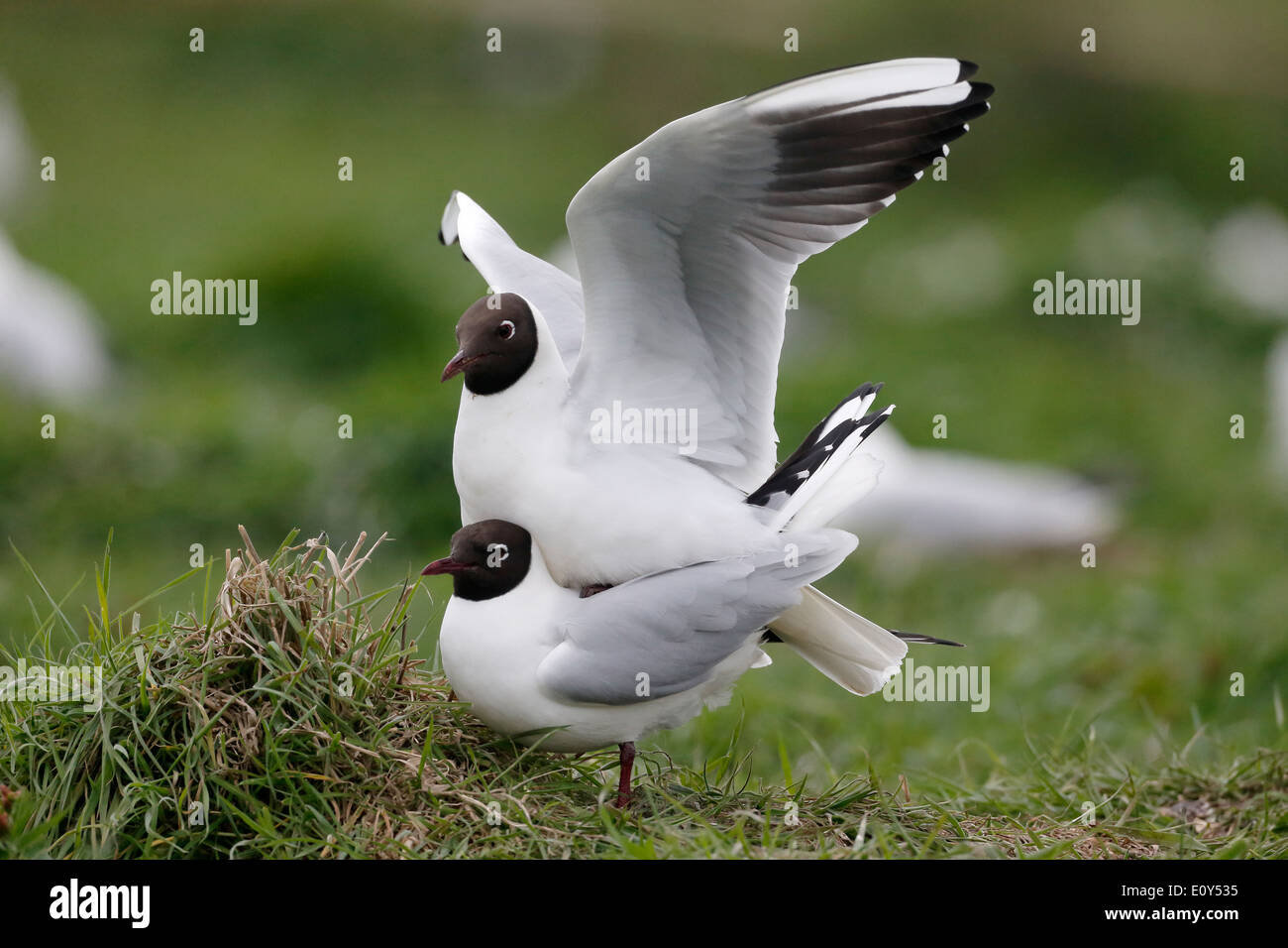 Lachmöwe Larus Ridibundus, zwei Vögel, die Paarung, Northumberland, Mai 2014 Stockfoto