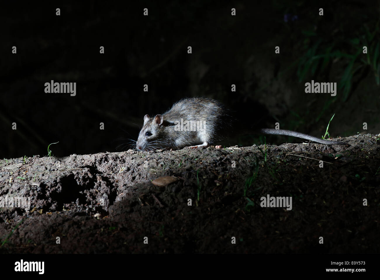 Braune Ratte, Rattus Norvegicus, einziges Säugetier auf Boden, Warwickshire, Mai 2014 Stockfoto