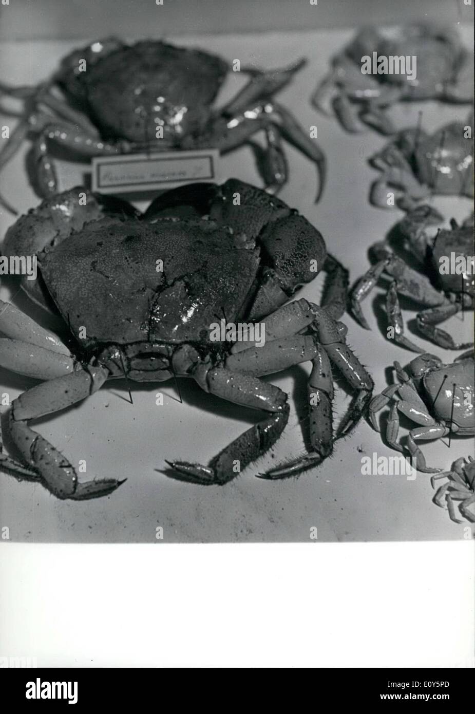 11. November 1968 - Hobbys bulgarischen Hummer. Stockfoto