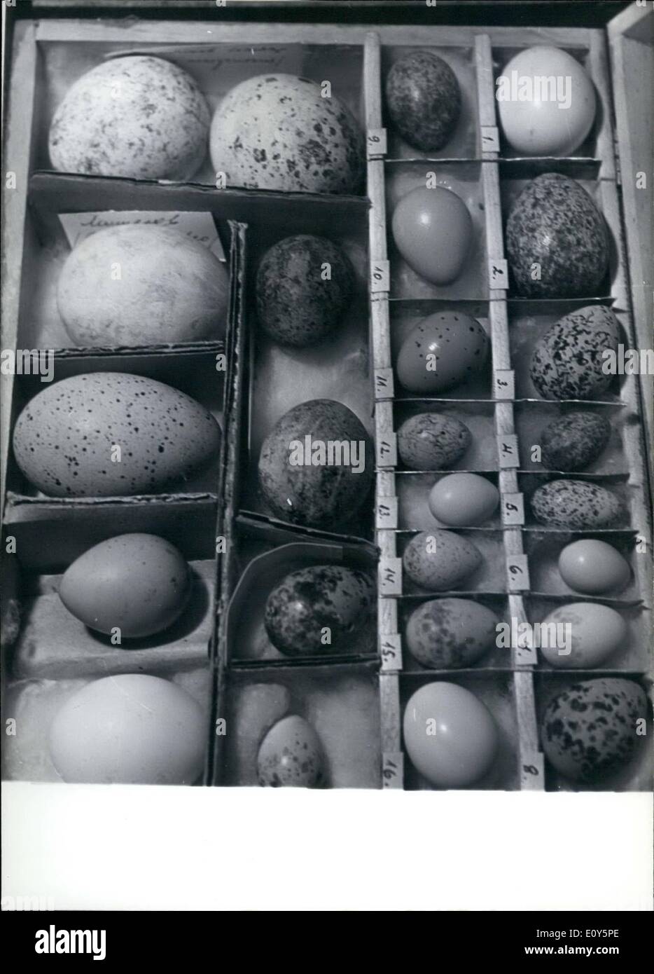 11. November 1968 - eine Sammlung von der Vogeleier. Stockfoto