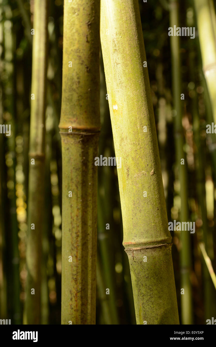 Bambusstöcke auf einem Bambuspflanze im freien Stockfoto