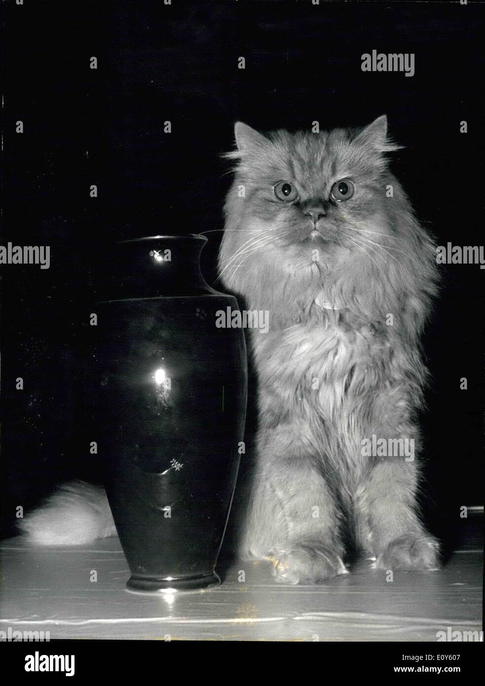 25. November 1968 - treffen den Sieger: die jährlichen Katzenausstellung fand im Hotel Moderne, Paris. Das Foto zeigt eine zwei Jahre alte Perserkatze '' Tate'', Gewinner des Cup des Präsidenten der Republik im Bild neben seine Trophäe. Stockfoto