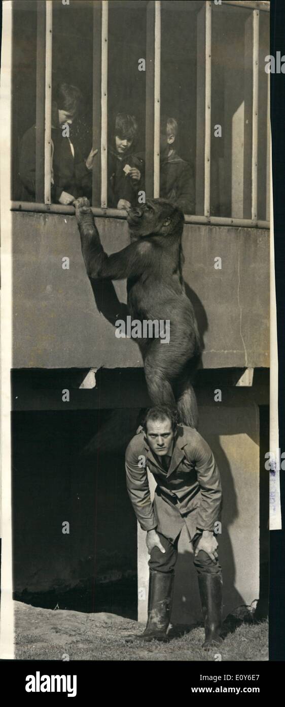 3. März 1969 - Give Me A Lift Up!: Gorillas sind nicht jedermanns Vorstellung von den charmantesten Gesellschaft, Fachwerk 27-Year-Old Keeper, Michael Colbourne hat einen Weg mit Gorillas. Gogal (7) und Jason (5), weibliche und männliche Flachlandgorillas im CXhester Zoo, genießen, spielen mit Michael verbringt so viel Zeit wie er in ihrer Verbindung mit ihnen. '' Ich habe zu halten Onb gutem Einvernehmen mit ihnen und mit ihnen regelmäßig sonst, wenn ich ging zu lange ohne Vermischung mit ihnen, sie würden nicht mich akzeptieren und es, dass Dfangerous mit ihnen sein könnte ''. sagte Michael Stockfoto