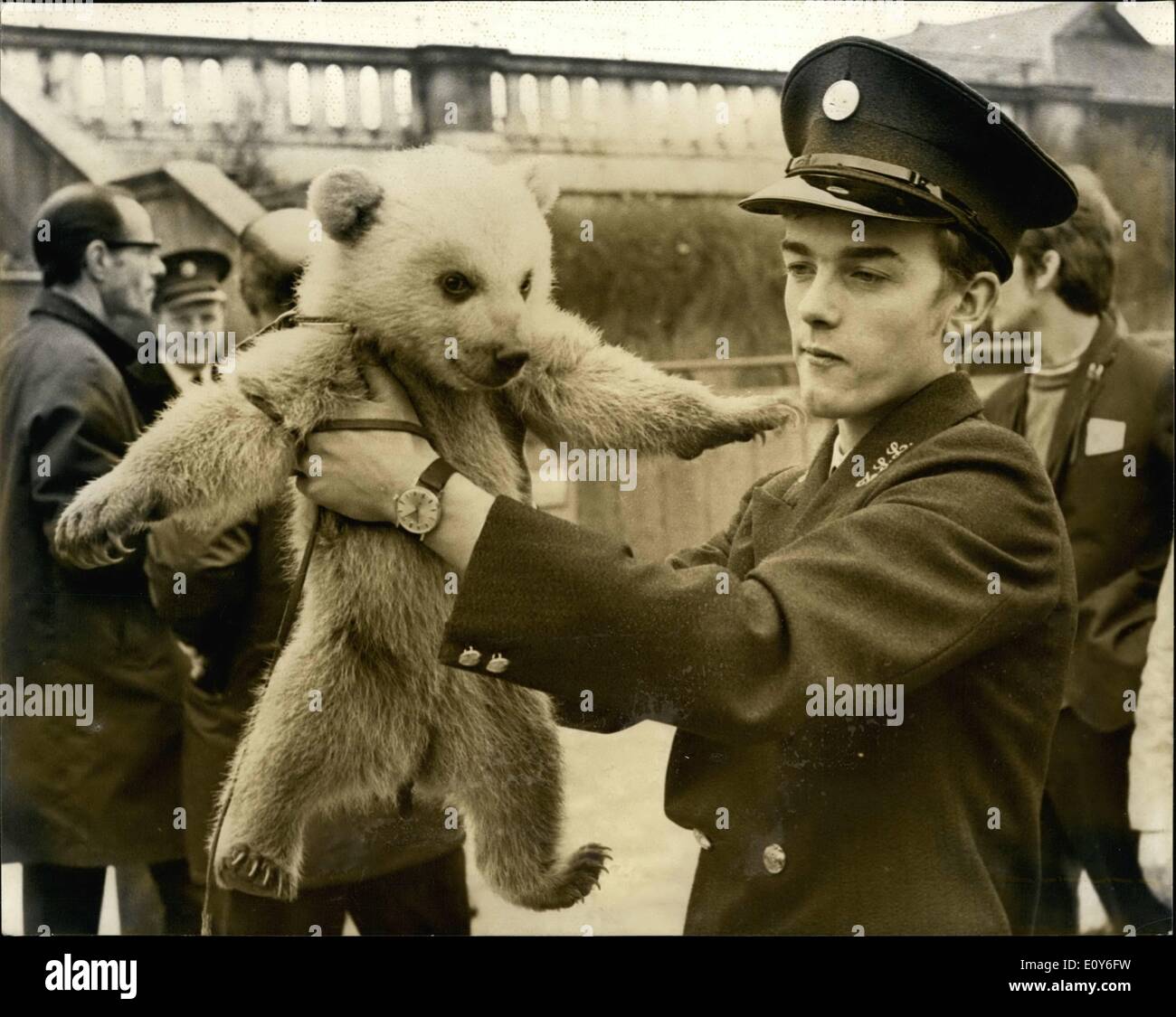 3. März 1969 - erste Tag heraus für '' Royal'' Baby Bear At The Zoo:, ihr ersten Blick auf die Außenwelt heute war das kleine syrische Bear Cub Horn im London Zoo am 28.. Dauern Sie Dezember. Bis jetzt in selbstgefälliger Privatquartieren '' hinter den Kulissen '' auf den Mappin Terrassen mit ihrer Mutter sie lebt lebt wie in freier Wildbahn die Bärin in semi-Winterschlaf mit ihren jungen, nicht Ventaring aus ihrem Versteck bis zum Frühjahr. Die honigfarbenen Cub, die noch nicht genannt wurde, war nur etwa 11/2 lbs als geboren und wiegt nun einige 15 lbs Stockfoto