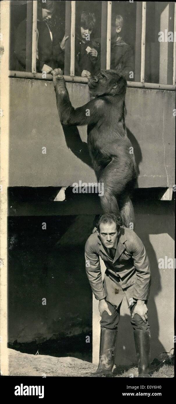 3. März 1969 - gib mir einen Lift up!: Gorillas sind nicht jedermanns Idee der charmantesten Firma, sondern die 24-jährige Keeper. Michael Colbourne hat einen Weg mit Gorillas. Gogal (7) und Jason (5), weibliche und männliche Flachlandgorillas im Zoo von Chester, spielen mit Michael verbringt so viel Zeit wie er in ihrer Verbindung mit ihnen zu genießen. '' Ich habe zu halten in gutem Einvernehmen mit ihnen und mit ihnen.", sagte Michael. eines ihrer beliebtesten Tricks ist, auf seinen Schultern zu klettern, so dass sie einen guten Blick auf Besucher auf der Suche nach unten für die Fenster über die Verbindung haben können Stockfoto