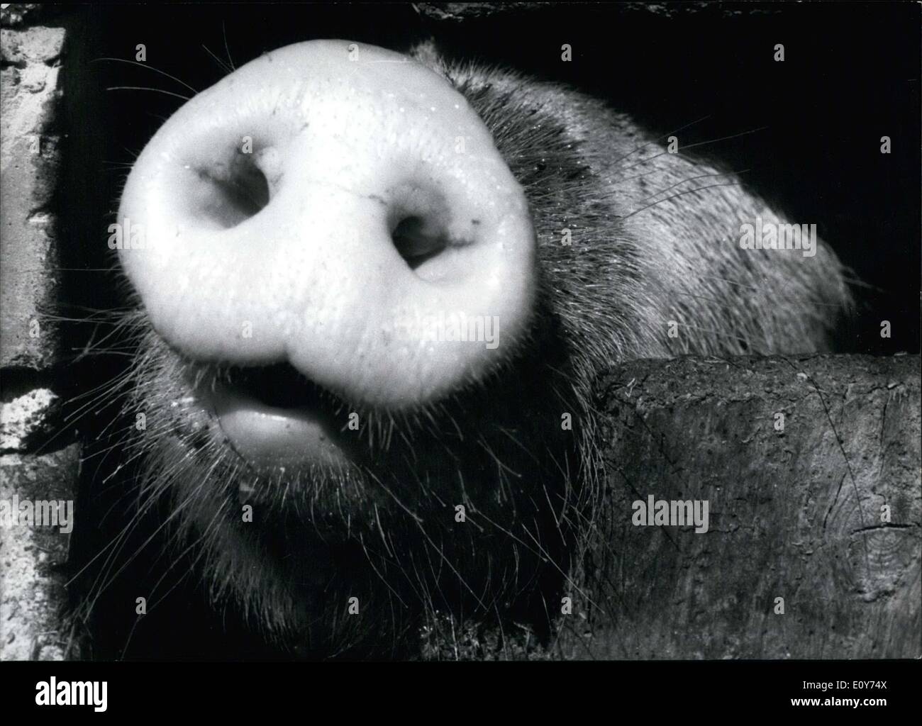 19. Dezember 1968 - abgebildet ist ein Schwein, wie es seine Schnauze aus dem Schatten ragt. 1969 war das Jahr des Schweins, so war dieser Kerl ein wenig Glücksschwein. Stockfoto