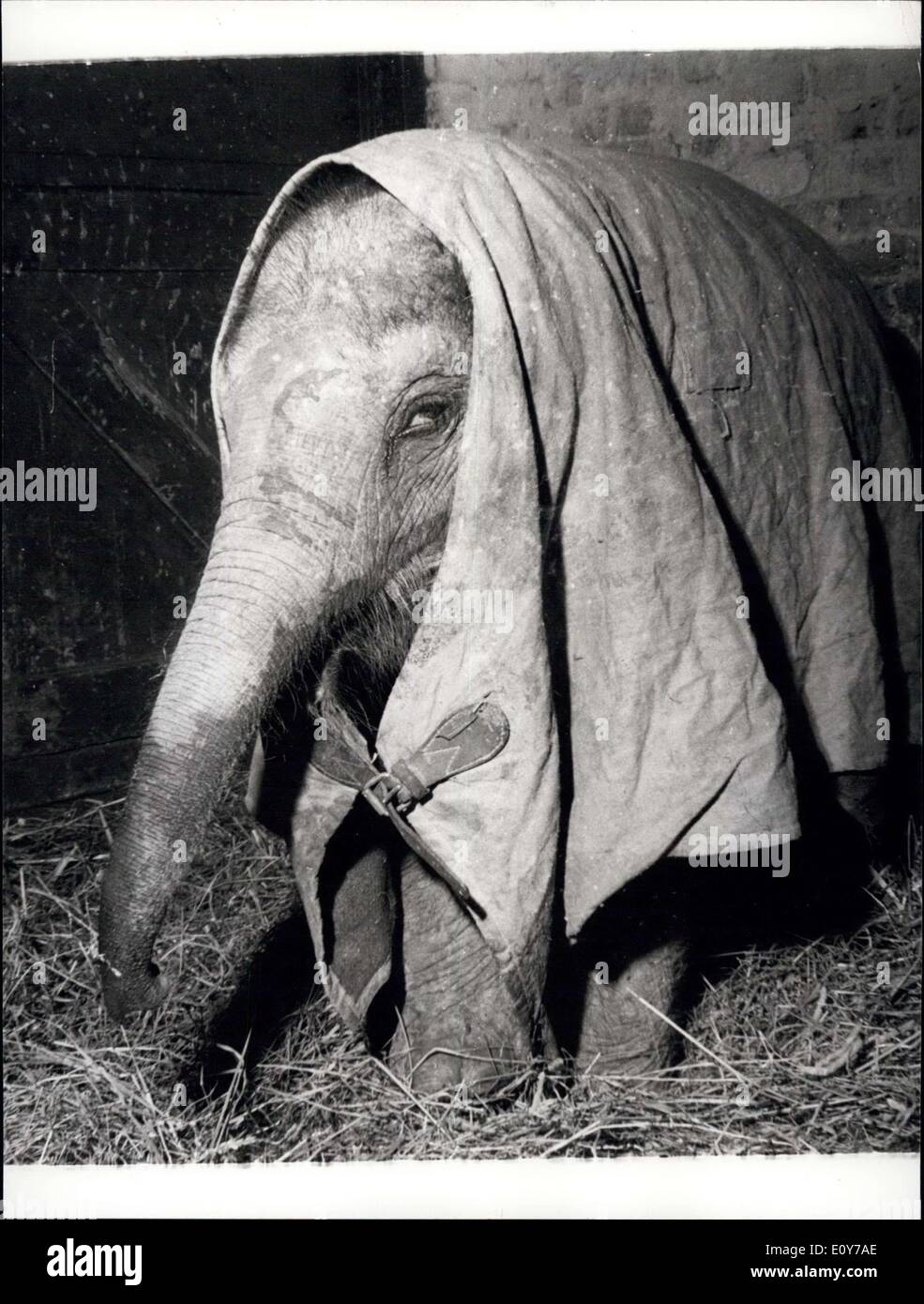26. März 1969 - sie gerade flog In Sie Schmerzen überall, Ihr Wasser in die Augen, Ihre Nase läuft, und Sie fühlen wie der Tod erwärmt - und wenn Ihre Nase solange Lulu ist Sie wirklich Probleme haben. Lulu, eine zwei Jahre alte Elefantenbaby im Zoo von Chessington, Surrey, flog in unser böse Klima aus Thailand und prompt erkältet. Kluge Keeper Alex Smith wickelte sie in eine Plane und begann sie auf einer speziell angereicherte Milchdiät. Spät am Bericht sagt, sie ist auf dem Weg zur Genesung jetzt- aber wie sie die Östliche Sonne vermisst. Stockfoto
