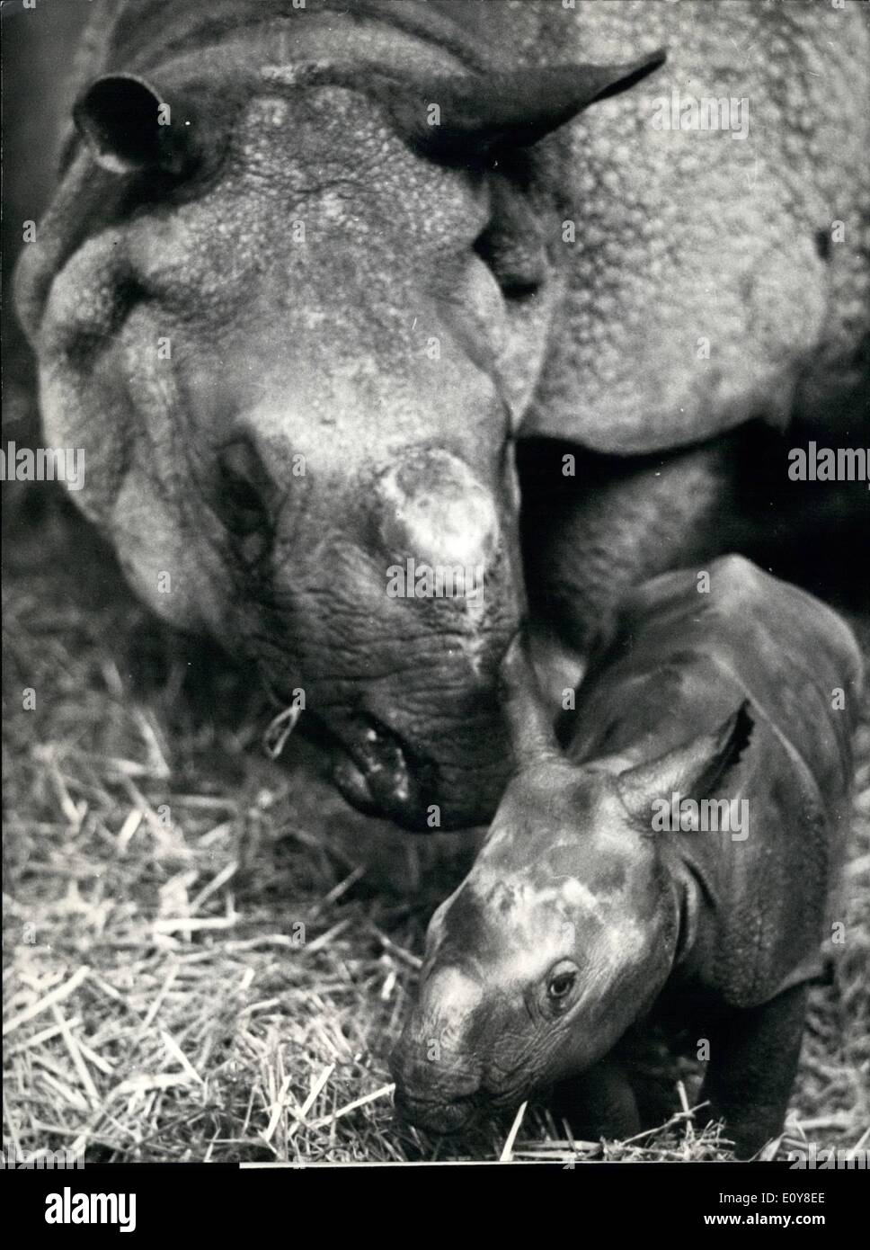 5. Mai 1969 - bemerkenswerte Rhinoceros Ã ¢ Â'¬â €œBreed im Zoologischen Garten Basel: verschiedene sind die spektakulären Erfolg in der Zucht der Zoologische Garten Basel. Einige von ihnen sind der höchsten internationalen Wert. Also die bemerkenswerte Nashorn Ã ¢ Â'¬â €œbreed der einzige in der ganzen Welt. Dies ist umso wichtiger die Tatsache, das diese gepanzerten Nashorn Assam und Nepal heute heraus färben sind zu sehen. Seit 1951 als Basel die ersten paar junge Nashorn erhielt, sind neun Babys in die Gefangenschaft geboren. Einige von ihnen wurden zu anderen europäischen und amerikanischen Zoos gegeben Stockfoto