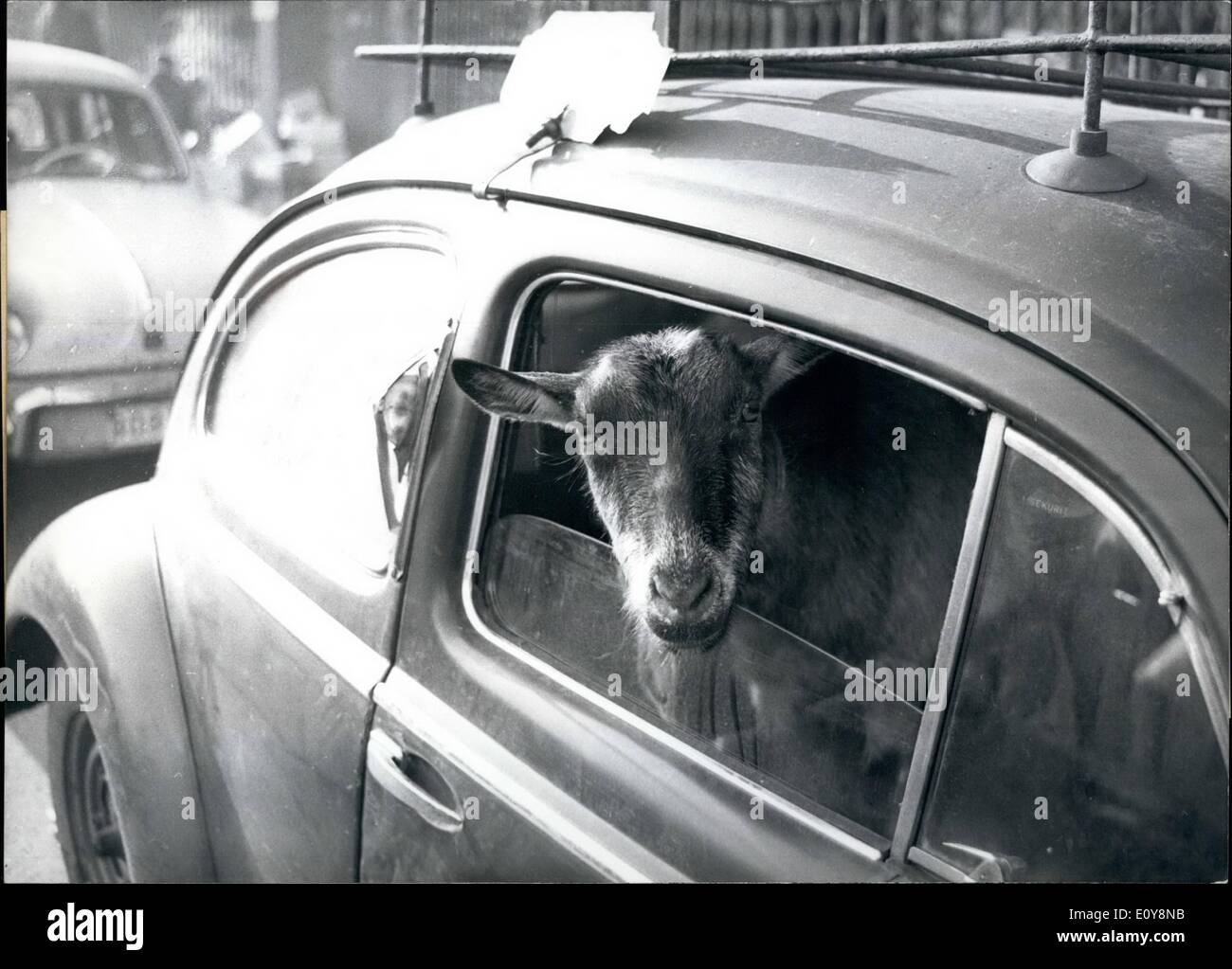 5. Mai 1969 - aufgenommen Bild in Düsseldorf. Beschriftung ist ein leicht humorvoll inneren Monolog von der Ziege, spricht über seine Freude an Reiten in Autos und schöne Orte zum grasen zu finden. Demonstranten am Ostersonntag in Frankfurt verhaftet. Stockfoto