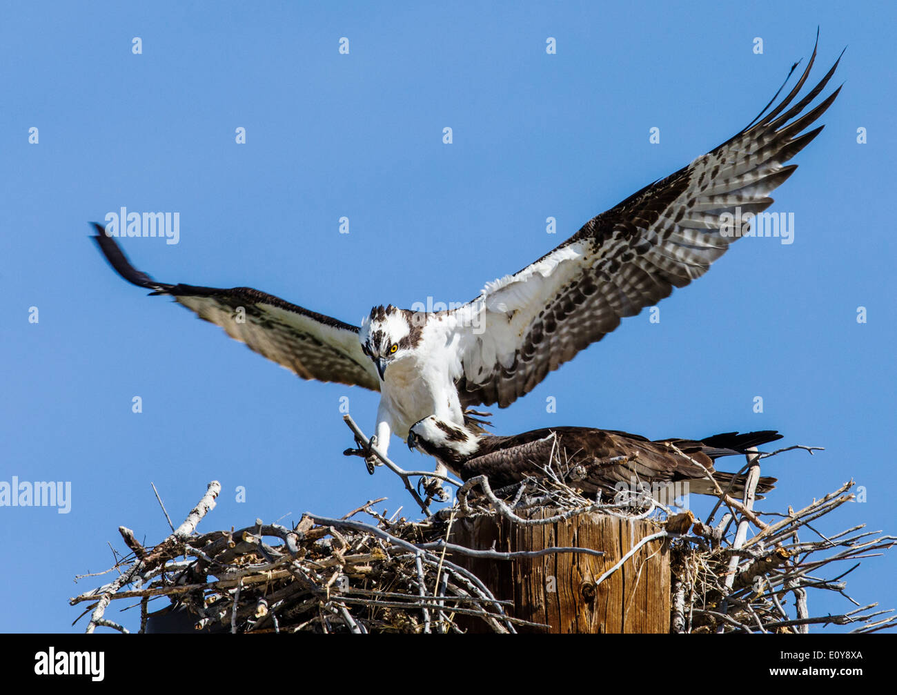 Fischadler auf Nest, Pandion Haliaetus, Sea Hawk, Fischadler, Fluss Hawk, Hawk Fisch, Raptor, Chaffee County, Colorado, USA Stockfoto