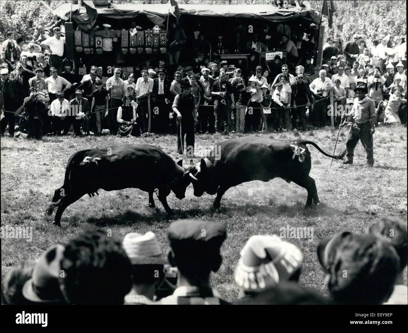6. Juni 1969 - Kuh-Kämpfe auf der Alp: nach einer sehr alten Tradition, die Bauern von den Walliser Alpen zusammen kommen einmal im Jahr Mitte Juni mit ihrer stärksten Kühe Kuh-Kampf zu organisieren. Die Rasse der schwarzen, die Wallis Kühe ist besonders Fit und qualifizierte sich für diese Art von Wettbewerb, weil sie sehr muskulös und kleine sind. Die Kuh, die zwei Siliconharzfarben Nackwards macht verliert. Foto zeigt die Gesamtansicht der Kuh-Arena ein Wallis-Alp und Details der Bekämpfung der Kühe. Stockfoto