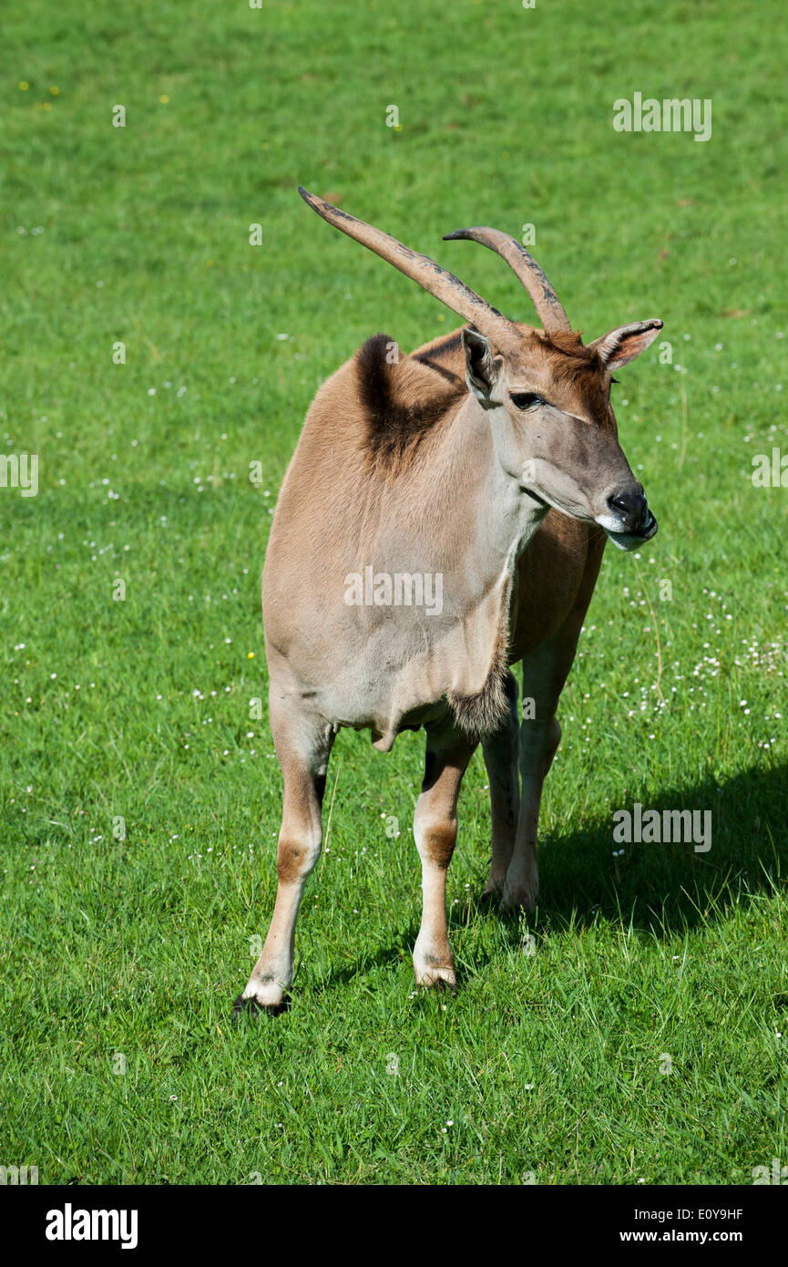 Gemeinsame Eland / southern Eland / Eland-Antilopen (Tauro Oryx) in Grasland Weiden Stockfoto