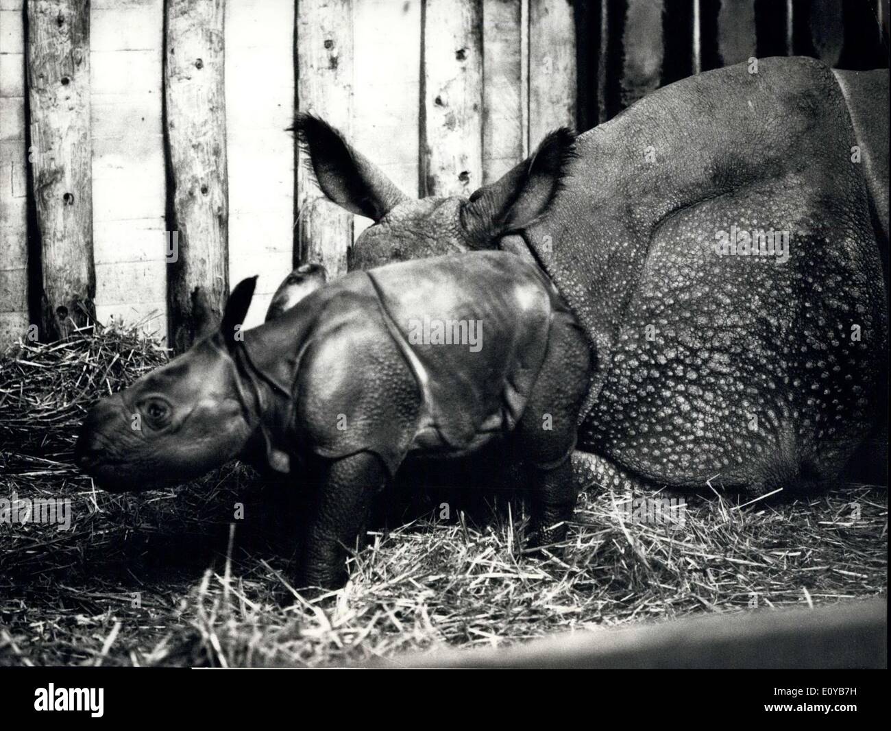 10. Oktober 1969 - Exploit in der Basic 200 Zucht: ein absolut außergewöhnliches brütende Erfolg in der Zoologische Garten Basel: die zehnte gepanzerte Rhinocerorus ist in dieser Schweizer Gefangenschaft geboren. Die Mutter war '' Moola'' 1'700 kg Whon, am 5. Oktober um die 76 kg Baby gebar... Diese weltweit berühmte Rasse gibt seine jungen Rhinrus des Zoos auf der ganzen Welt. Foto zeigt Mutter Moola'' mit nur ein paar Stunden alt weibliches Baby. Stockfoto