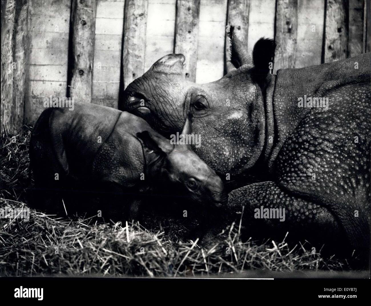 10. Oktober 1969 - Zucht Exploit im Basler Zoo: ein absolut außergewöhnliches Bruterfolg im Zoologischen Garten Basel: die zehnte gepanzerte Rhinozerus ist in dieser Schweizer Gefangenschaft geboren. Die Mutter war '' Moola'' 1700 kg, als sie das Baby 76 kg am 5. Oktober gebar... Diese Welt berühmten Rasse gibt seine junge Nashörner in den Zoo auf der ganzen Welt. Mutter Moola'' mit nur ein paar Stunden alt weibliches Baby. Stockfoto