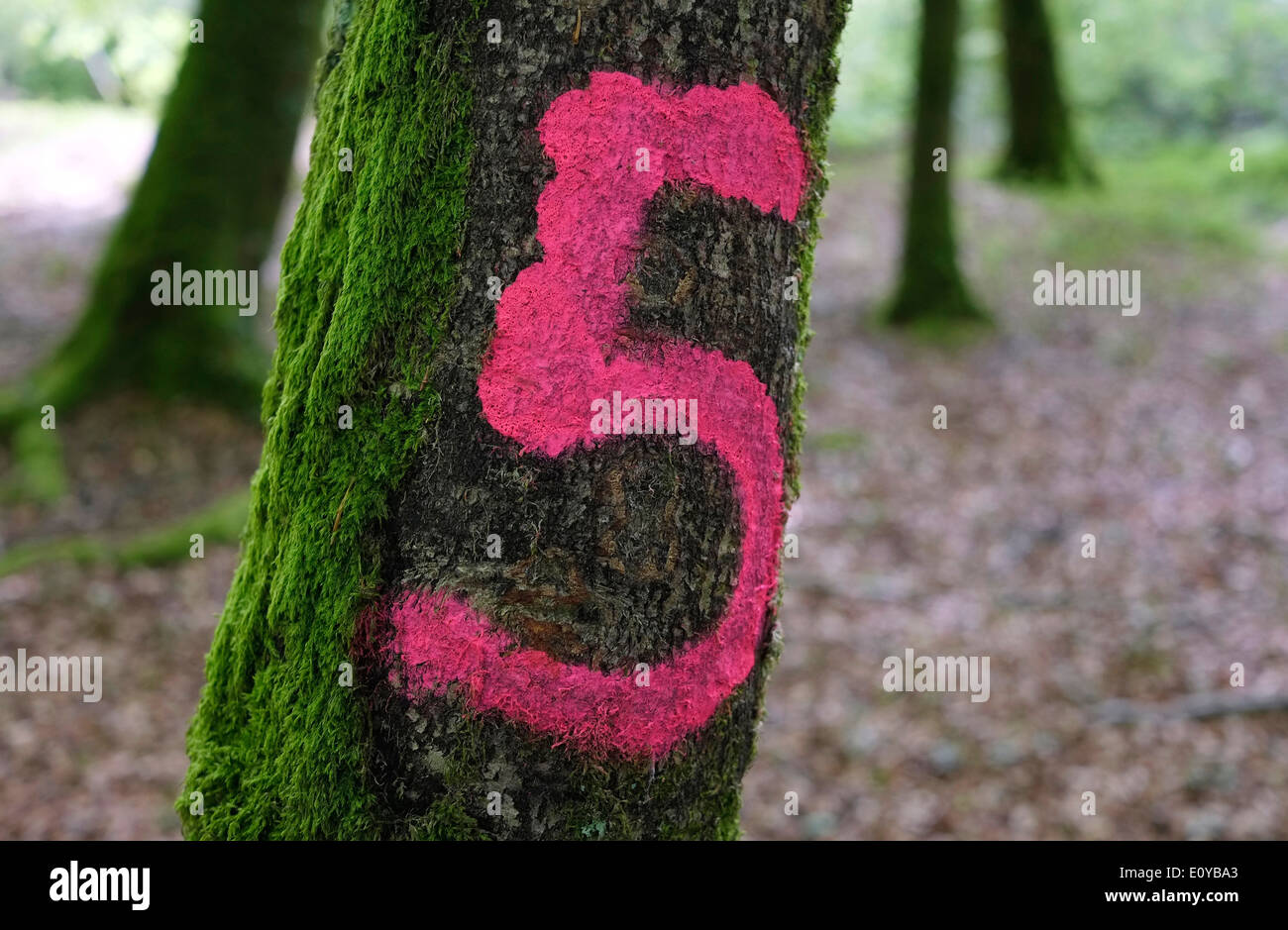 Rosa Nummer 5 auf der grünen Baumstamm lackiert Stockfoto