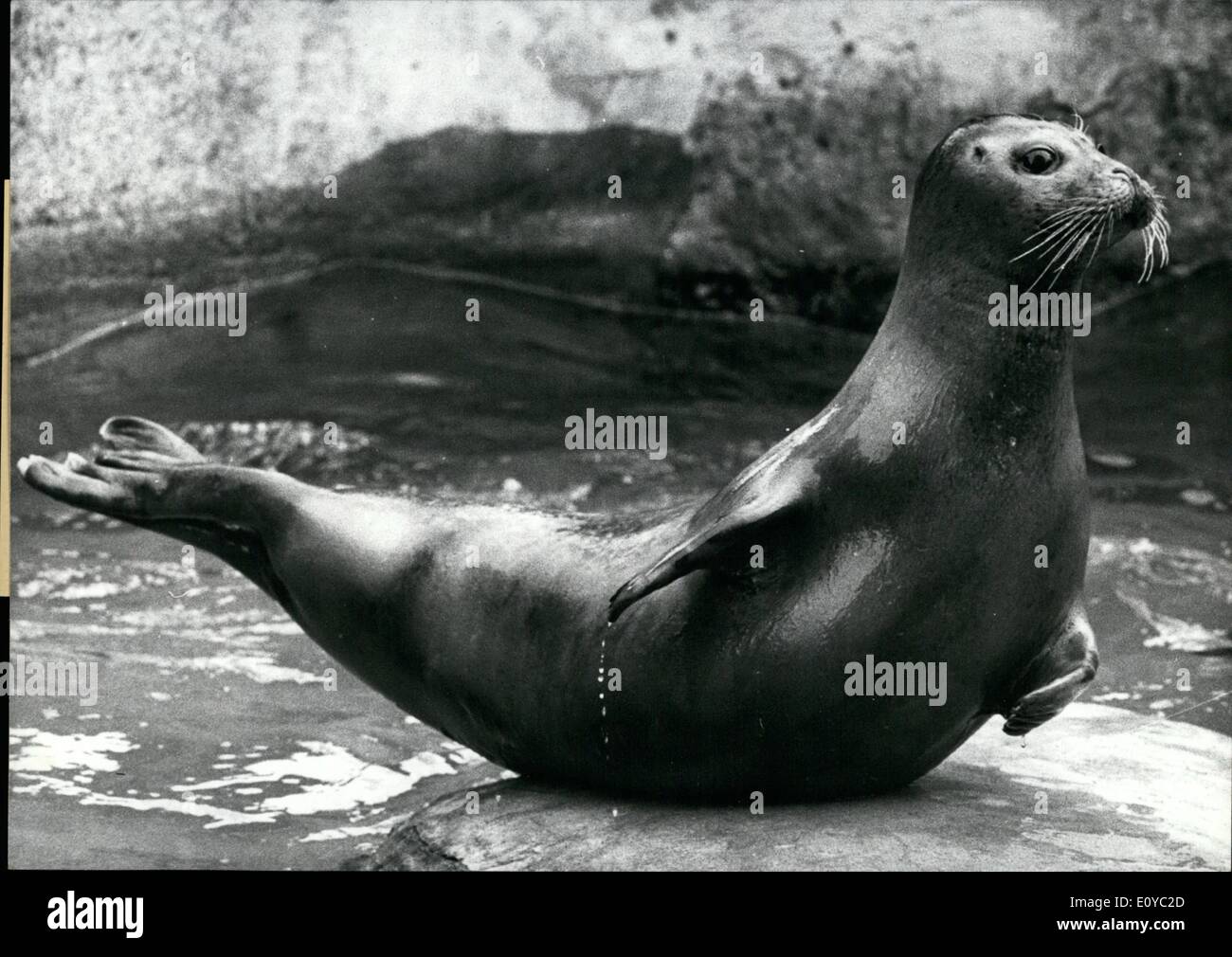 8. August 1969 - '' halten! Ich komme jetzt... und mit meiner Hauptrolle Nummer! Sie werden sehen, dass ich mehr zu bieten als Schwimmen, Tauchen und kriechen. Ich kann Bauchtanz! Kommen Sie und sehen Sie Liebe Gäste; kommen Sie und sehen Sie, dass ich allein lohnt sich der Eintrittspreis! Nur Hereinspaziert Stockfoto