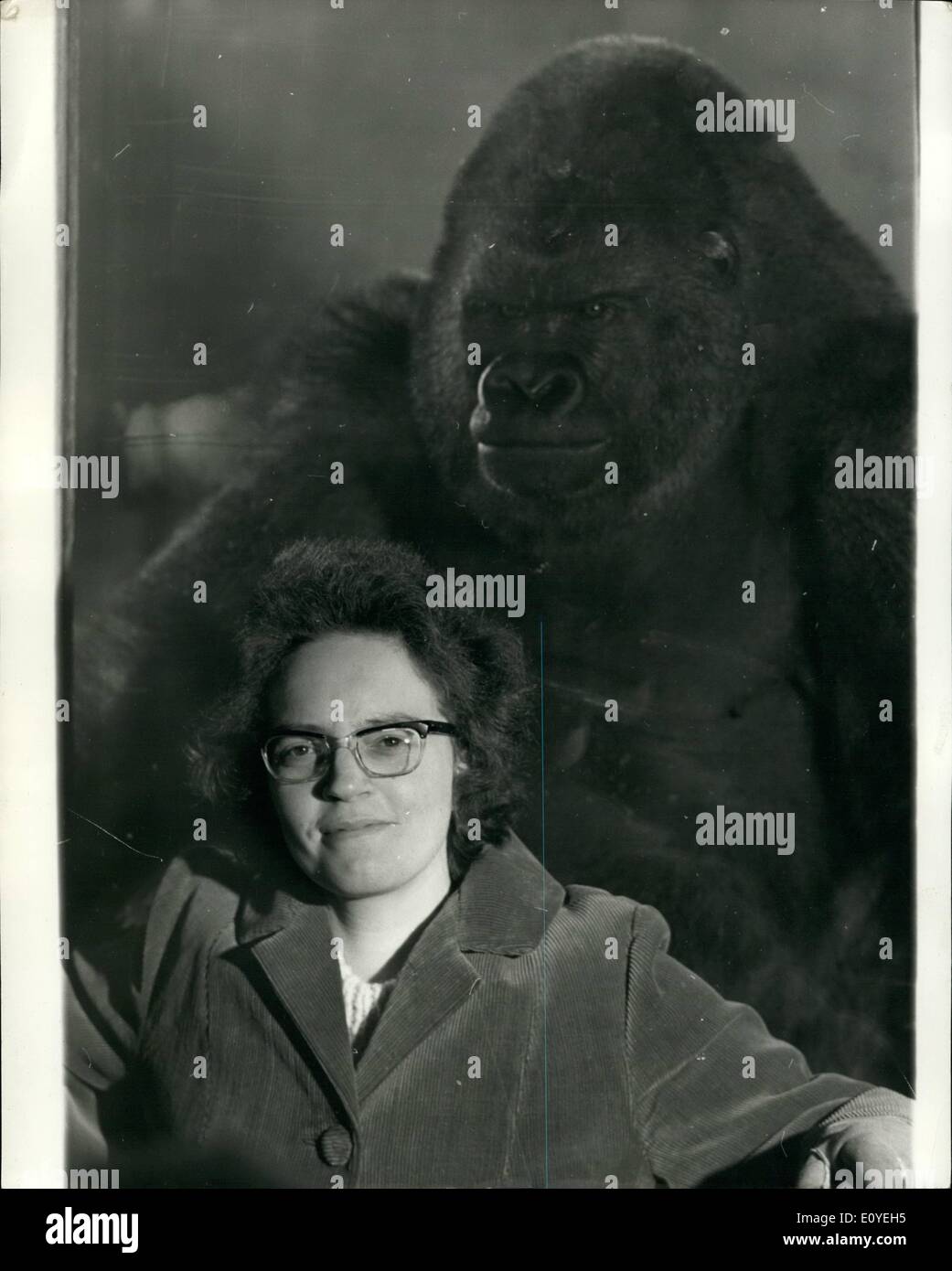 1. Januar 1970 - Gorilla von Keeper er zerfleischt besucht: tapfer lächelnd mit "King Kong" über die Schulter schauen... RMS Jane Whitewood machte Freunde wieder gestern mit Bukhama, der Gorilla, die beide Beine im Dubley Zoo Worca, im September letzten Jahres brach. Ein Assistent Torhüter. Frau Whitewood, der hofft, Pack bei der Arbeit im Frühjahr sein, wird kein Wort gegen ihn gesagt haben. Er zerfleischt ihr, sie sagte, in Notwehr Deppits die freundlichen Pose, Bukhams war nicht in der Lage, eine Hand auf seine Hüter Schulter legen. Dazwischen gibt es dickes Glas. Stockfoto
