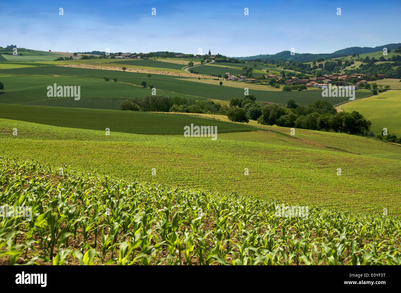Hügeligem Ackerland in der Nähe des Dorfes Limagne, Puy de Dome Region, Auvergne, Frankreich Stockfoto