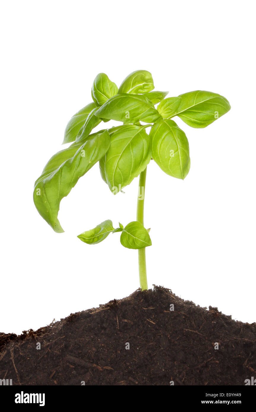 Sämling Basilikum Pflanze wächst im Boden vor einem weißen Hintergrund Stockfoto