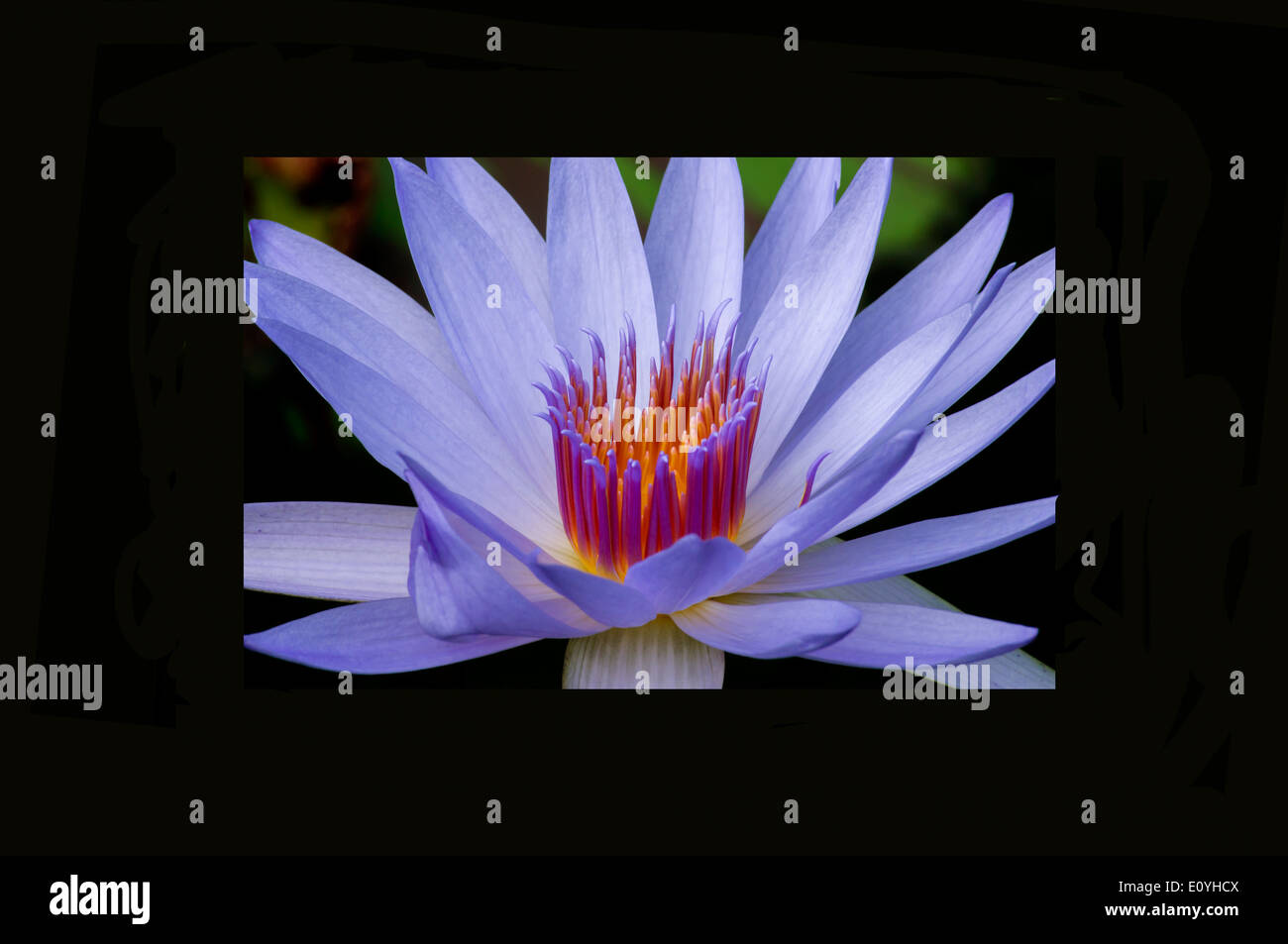 Europa, Großbritannien, England, London, Kew Gardens Nymphaea Arcenciel Stockfoto