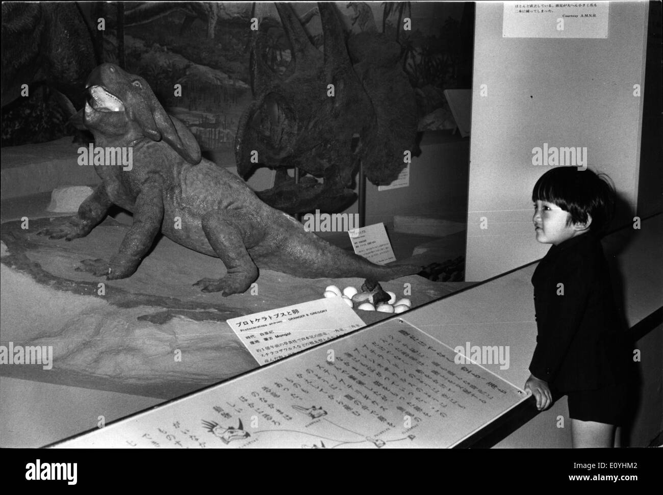 6. Juni 1970 - Prinz nicht Angst von '' Monster '': Kleine Prinz Aya, zweiter Sohn des Kronprinzen und der Prinzessin von Japan, eine steife obere Lippe gehalten, als er von Angesicht zu Angesicht prähistorische Monster kam in seinem ersten Besuch in das Science Museum in Tokio. Beim Eintritt in das Museum, die, das der Prinz nur ein wenig besorgt war, als er unter einem riesigen Tyrannosaurus, die bereit ist überliefert, sich auf ihn stürzen erschien, ließ sich dann ein Protoceratops Andrewsi untersuchen, die einst in der Mongolei lebten. Stockfoto