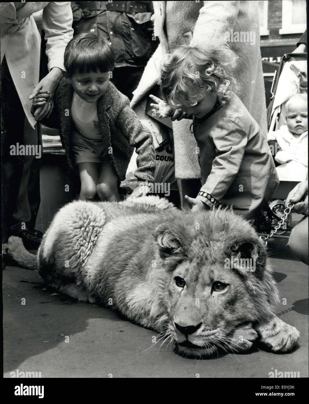 26. Juni 1970 - ein großes Vergnügen für die Kinder als Leo der Löwe Cub besucht Bedford Markt: Schausteller spähte über ihr Gemüse in schiere Staunen in Bedford Markt und Shopper mit ihren Kindern behutsam traute sie nur ihre Augen wieder Weg begann. Dort war in der Mitte des Marktes eine echte Löwenjunges. Leo, ein einjähriges Löwenjunges, hatte seinen Start Auftritt mit seinen Torwart, Mr.Roy Clarke, Welling Stadtteil Zoo betreibt. Er war nicht streng auf eine soziale Forderung. Er war dort als Bestandteil seines Trainings für eine Hauptrolle in einem neuen MGM Film wegen im September erfolgen Stockfoto
