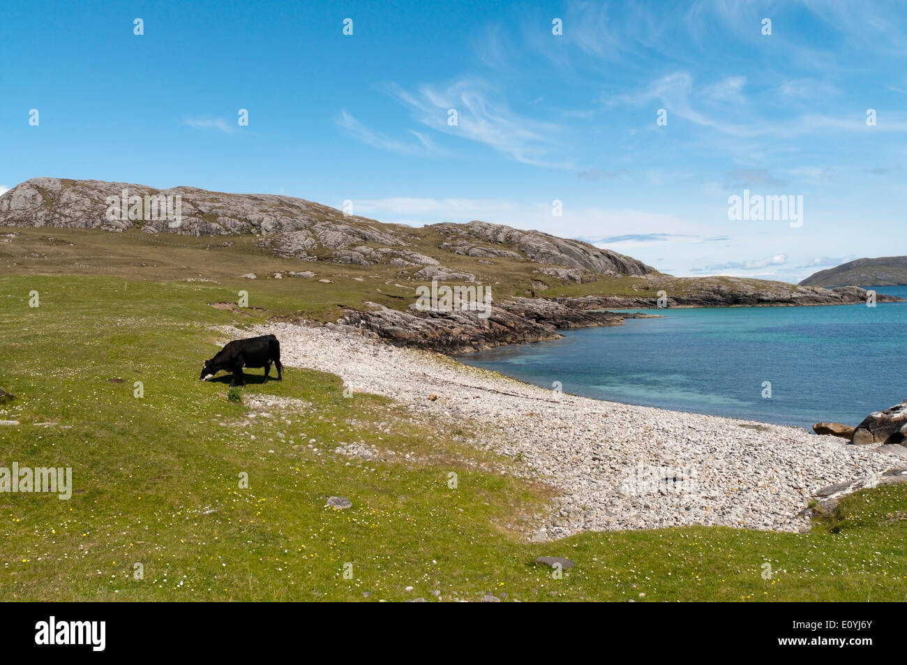 Kuh Weiden auf Machair hinter einem kleinen Strand auf der Insel Vatersay in den äußeren Hebriden. Stockfoto