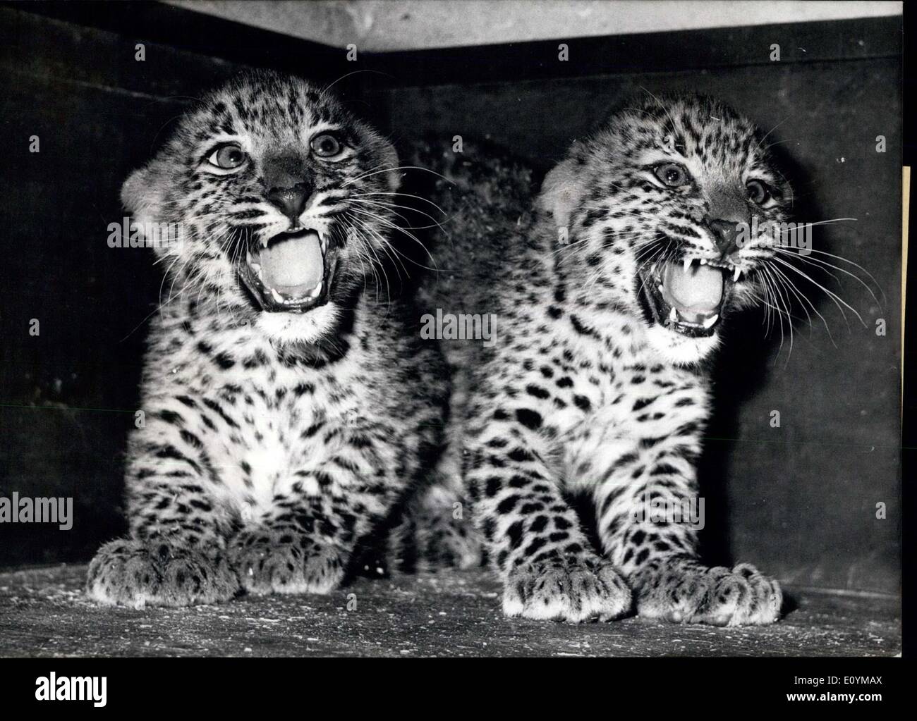 5. Oktober 1970 - Leoparden-Babys im Berliner Zoo: zeigt ihre typische Seiten... handelt es sich um zwei indischen Leoparden-Babys. Sie bewegen sich wieder in ihre Ecke unter Fauchen und spucken. man weiß nie, was die Menschen außerhalb der Käfig Alter tun. Sie sind, die beide zu jung und sie live-Erfahrung haben noch nicht. Diese zwei herrlichen Speciment wurden am July5th, geboren 1970 im Berliner Zoo. die Mutter ist ein '' echte '' Berliner und der Vater stammt aus dem fernen Assam. Beide wurden im Jahre 1968 zum Berliner Zoo gebracht und es war erste Mal für sie After-Wachstum haben. Stockfoto