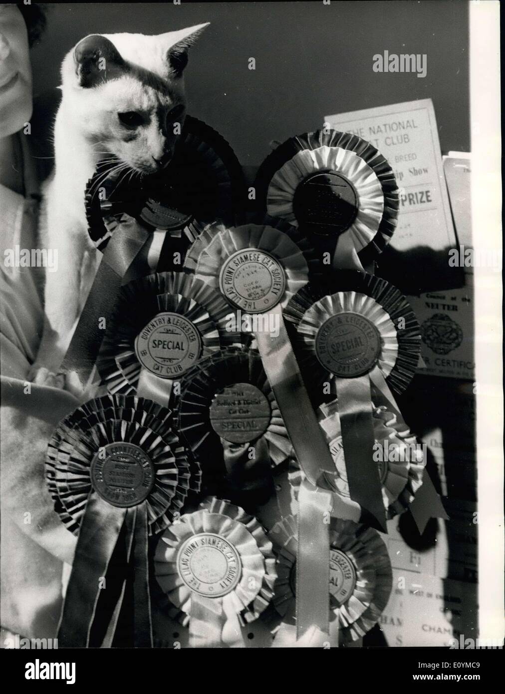 8. Oktober 1970 - The Champion Siamkatze mit Some Of It es viele Auszeichnungen: Bild zeigt: Oremier Coco d ' Abo war die Katze Schnurrhaare am gestrigen Siamkatze Club Championship show in der Seymour Hall, London, wo er einige seiner 100 zeigt '' Premieren '', Coco hat fast jeder eine siamesische Katze kann möglicherweise gewinnen Preis gewonnen. Stockfoto