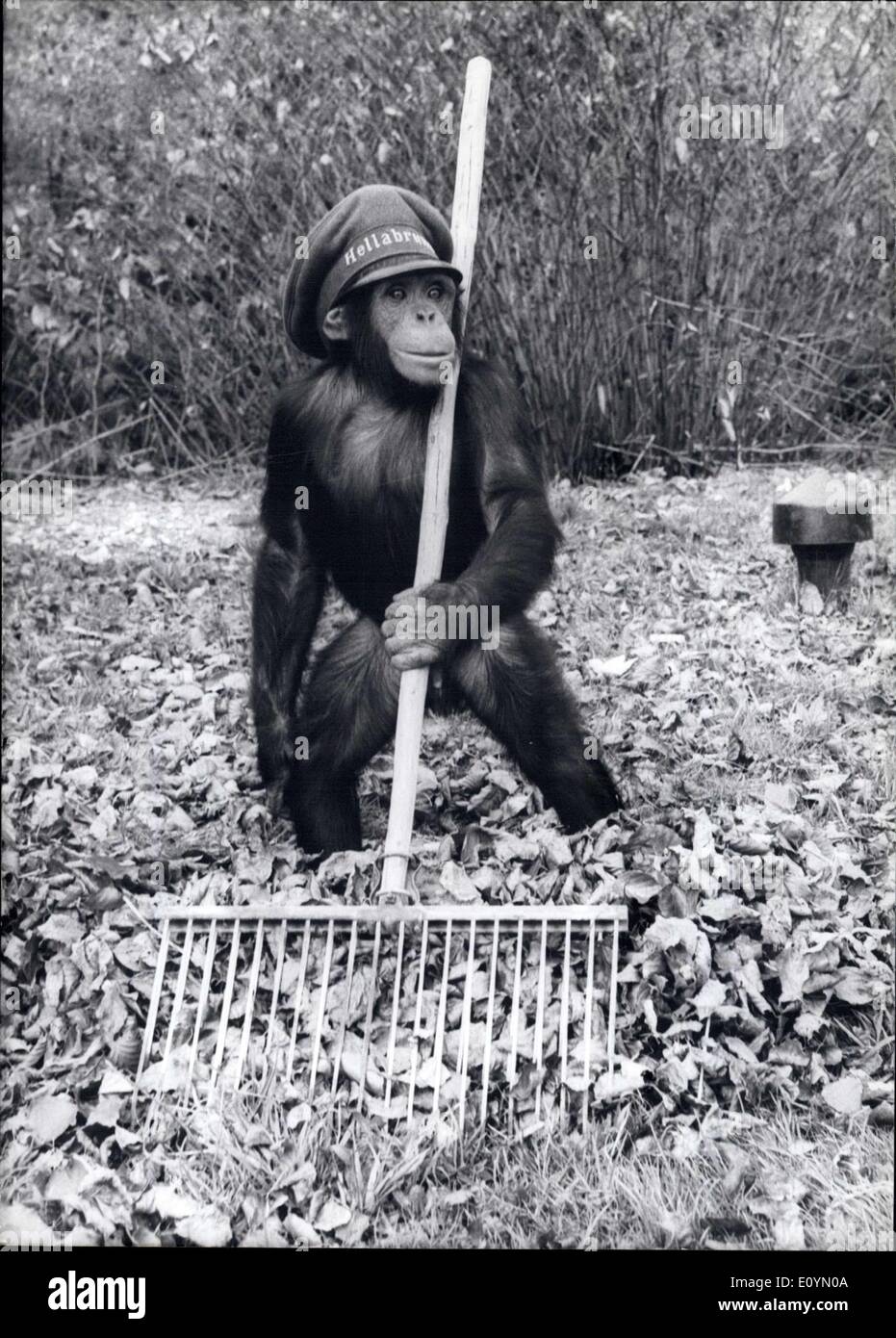 3. November 1970 - Herbst im Zoo Hellabrunn, München '' gelangen Sie ein Bild von mir, Fotograf, wenn du willst, dann die Menschen sehen können, dass wir hier im Zoo nicht nur faul, aber wirklich menschlich und hilft, wenn es notwendig und wenn das Personal nicht alles alleine schaffen. Aber natürlich sollte nicht das reguläre Arbeit Stockfoto