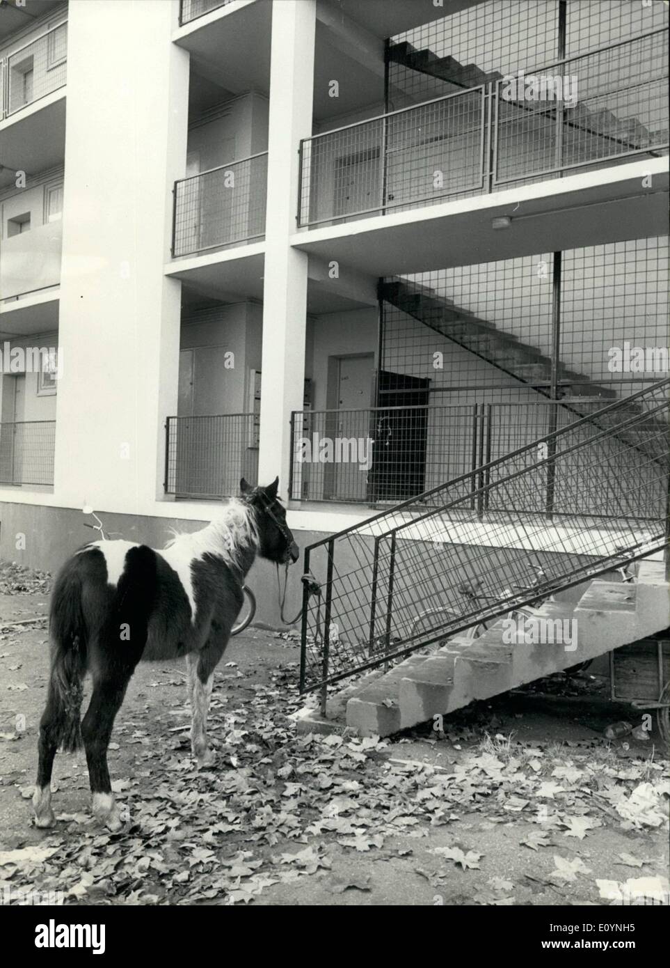 12. Dezember 1970 - links außen: um zu sehen, ein Maultier außerhalb einer Paris kommunalen Wohnungsbau eher ungewöhnlich es gehört zu einer Familie, einer der Wohnungen. Das arme Tier ist draußen, wie sein Meister es nicht an einem anderen Ort unterbringen konnte. Stockfoto