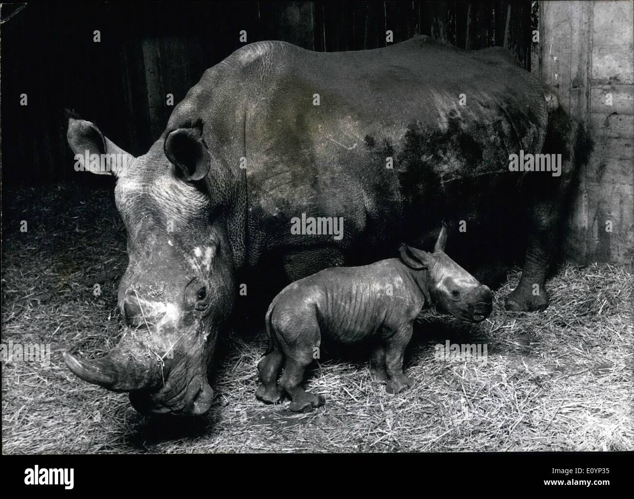 1. Januar 1971 - Nashorn mit großer Schnauze im Zoo Hannover geboren: es war eine Sensation, als am 2. Januar ein Nashorn mit einer großen Schnauze (auf dem Foto mit seiner Mutter) im Zoo Hannover geboren wurde. Es ist das erste Nashorn dieser Art, die in Afrika geboren wurde noch nicht. Nach den Elefanten ist die Nashorn das größte Tier in Afrika. Um 1900, die es fast ausgerottet war, lebte nur einige Hunderte dieser Tiere im Stadtteil Grenze zwischen dem Kongo, Uganda und dem Sudan. Aufgrund der '' Aktion Nashorn '' konnten diese Tiere lebendig gehalten werden Stockfoto