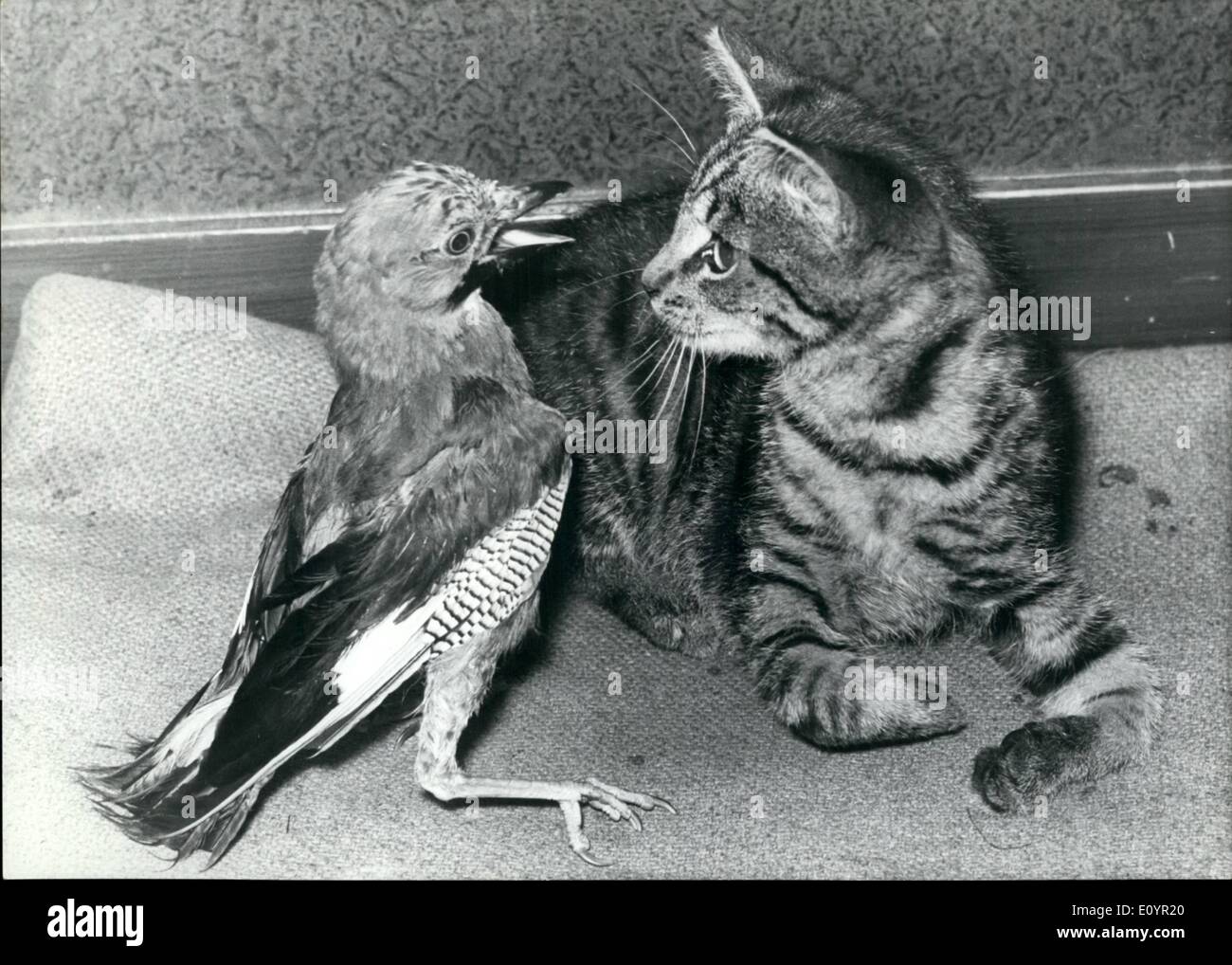 3. März 1971 - Katze und Jay Zusammenleben: '' Es ist wirklich traurig - in der Regel ist es gesagt, dass die Katze immer Mäuse welche Wou jagt Stockfoto