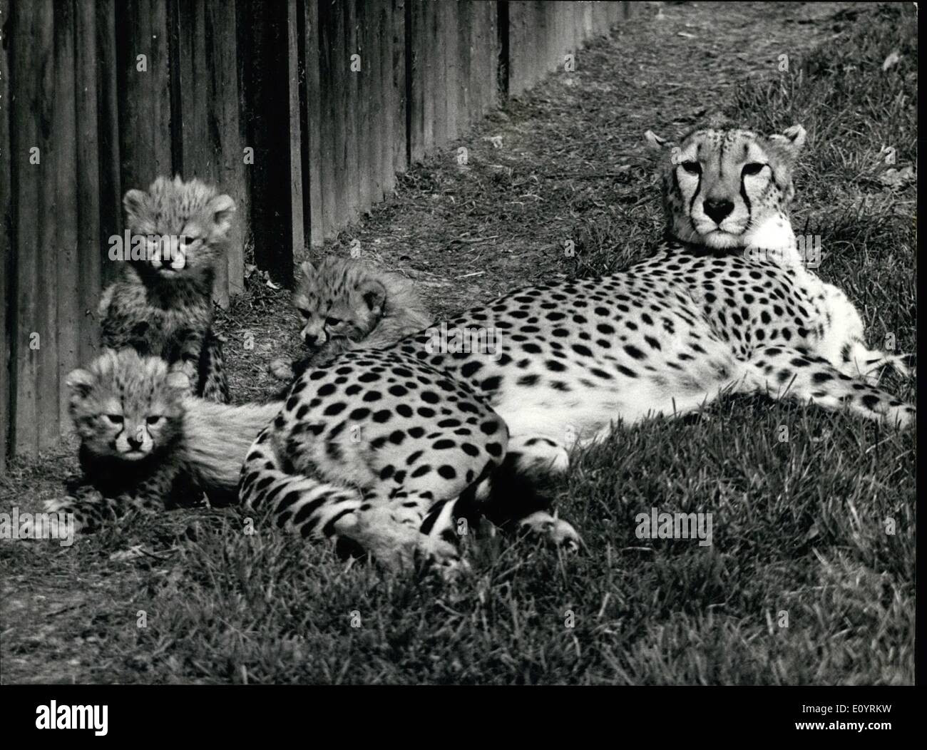 4. April 1971 - Geparden in Whipsnade brechen ihre eigene Welt Rekord.: Jack und Juanita, ein paar von Geparden in Whipsnade Zoo gelungen, ihren eigenen Weltrekord zu brechen, indem Sie produzieren ihre vierten Wurf der Jungtiere in Gefangenschaft geboren werden. Das diesjährige Wurf, geboren am 9. März, besteht aus drei Frauen, die "Juba", Jonquill und Jalna genannt wurden. Der erste Wurf produzierte Juanita wurde im Jahre 1967, hatte sie drei Jungtiere, aber überlebte nur Jason einer der Männchen. Der zweite Wurf war im Jahr 1968, als sie eine weitere drei Jungtiere, Anmut, Janica und Frank hatte Stockfoto