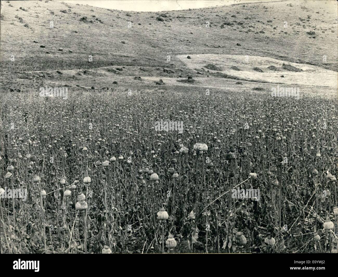 8. August 1971 - die letzten Opium-Ernte in der Türkei: nach the Pentagon haben der türkischen Regierung warnte mehrmals, nicht länger die Mohn-Kulturen, die etwa 100'000 Mohn-Grubber können versammeln sich in das letzte Mal so gefährlich gut. Türkei bis jetzt produziert etwa 125 Tonnen Opium pro Jahr, aus die mehr als 50 Tonnen sind, auf dem Schwarzmarkt einen großen Klaps davon erreicht verkauft worden die GI in Vietnam. Die USA sind bereit, 5 Millionen Dollar pro Jahr an Ankara erfolgreiche Stopp der Opium-Produktion Zahlen Stockfoto