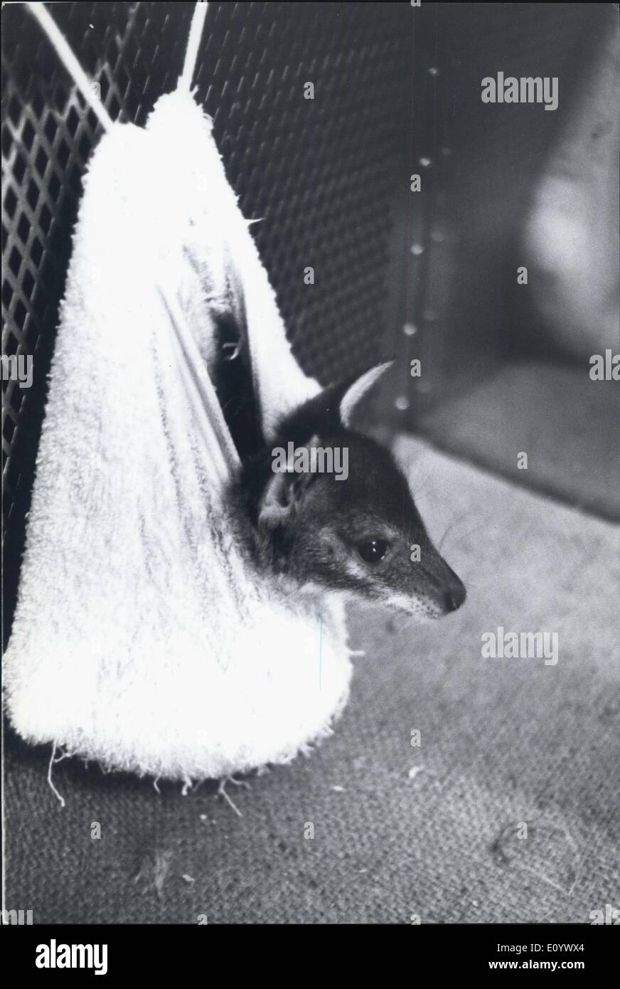 11. August 1971 - Baby Kangeroo vertrieben aus Mutters Beutel von '' bösen Onkel '': ein Familiendrama wird die Kängurus auf der Ueno-Zoo in Tokio Amonst erlassen. Es scheint '' Pikko'' ein 67 Tage alt 'Joey' aus ihrer Mütter Beutel zu schauen um hüpfte, und ein weiteres 'Joey', der geschieht, ihr jungen Onkel sein, ihren Platz in der Tasche an sich gerissen und weigert sich, give it up. Wie wenig "Pikko" Obdachlose hat Tierpfleger Shigeru Yoshino machte eine temporäre Tasche mit einem Handtuch bis ihr bösen Onkel ihren rechtmäßigen Platz in Mamas Beutel evakuiert. Inzwischen ist Keeper Yoshino "Pikko" durch die Flasche füttern. Stockfoto