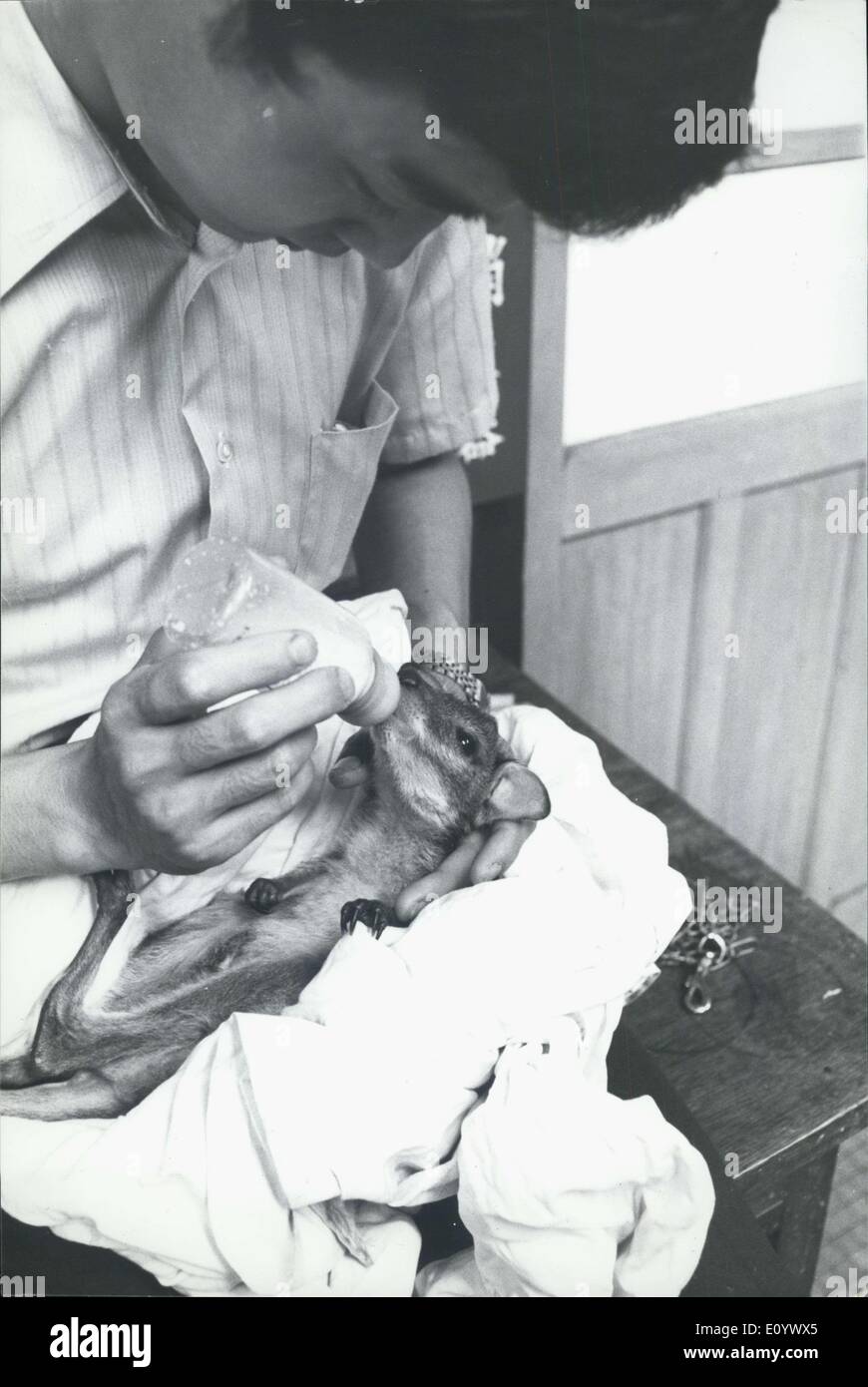 11. August 1971 - Baby Kangeroo vertrieben aus Mutters Beutel von '' bösen Onkel '': ein Familiendrama wird die Kängurus auf der Ueno-Zoo in Tokio Amonst erlassen. Es scheint '' Pikko'' ein 67 Tage alt 'Joey' aus ihrer Mütter Beutel zu schauen um hüpfte, und ein weiteres 'Joey', der geschieht, ihr jungen Onkel sein, ihren Platz in der Tasche an sich gerissen und weigert sich, give it up. Wie wenig "Pikko" Obdachlose hat Tierpfleger Shigeru Yoshino machte eine temporäre Tasche mit einem Handtuch bis ihr bösen Onkel ihren rechtmäßigen Platz in Mamas Beutel evakuiert. Inzwischen ist Keeper Yoshino "Pikko" durch die Flasche füttern. Stockfoto