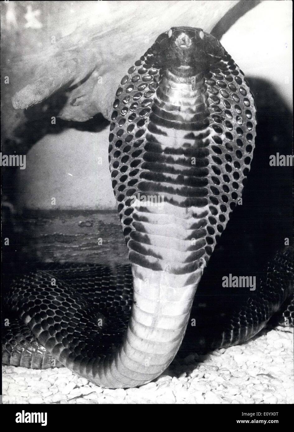Sept. 01, 1971 - Schlange-Ausstellung in einem Museum in Bonn (Deutschland): zu den giftigsten Schlangen gehört diese Cobra (Naja Hannah) auf unser Foto gezeigt, es ist der einzige lebende Exemplar seiner Art in Europa und kann gesehen werden während einer Schlange Ausstellung ist ein Museum in Bonn (Bundesrepublik Deutschland). Friedrich Happ aus Ravensburg, der seit Jahrzehnten auf Schlangen spezialisiert ist zeigt seine Reptilien-Show in West-Deutschland und danach in einigen Nachbarländern. Er zeigt mehr als 70 Tiere, unter denen die gefährlichsten Schlangen, aber auch Riesen-Schlangen sind Stockfoto