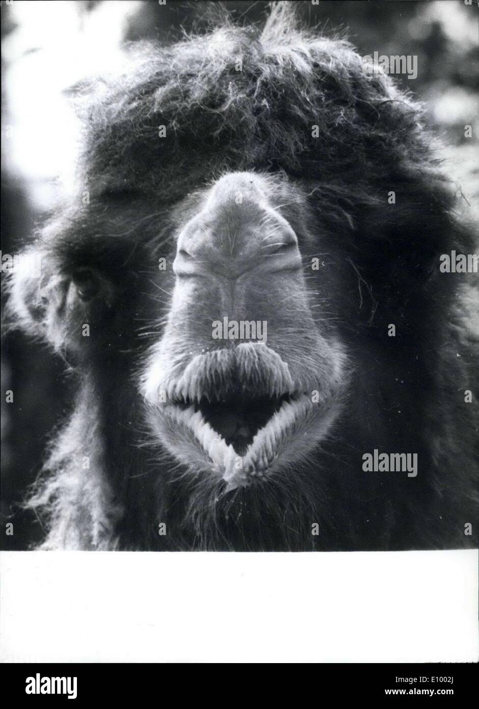 30. Dezember 1971 - jetzt nicht so schnell warte eine Minute! Zuerst werde ich meine üblichen Spaziergang durch den Zoo und dann können Sie beginnen, wieder erzählte mir Ihre Geschichte! Ich bin noch nicht einmal wach und kann es nicht ertragen, von Ihnen überhaupt gestört zu werden. Was denken Sie, dass man ein Kamel für ist? Stockfoto
