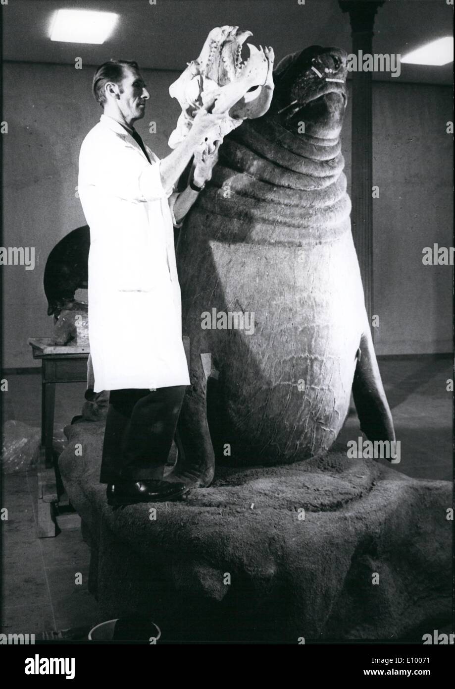 1. Januar 1972 - setzen Meer Elefanten aus der Stuttgarter Zoo "Wilhelma" In ein Museum: Das biologische Museum in Karlsruhe eine '' große '' Ausstellungsstück bald erhalten. Meer-Elefant "Tristan", ein ehemaliger Favorit in den Stuttgarter Zoo, starb im Februar 1970 wurde, nach seinem Tod in Karleruhe gefüllt. Jetzt dieses Präparat ist fast fertig und wird bald ins Museum genommen werden. Das Foto zeigt Meer-Elefant '' Tristan'' zusammen mit dem Taxi-Dermist. Stockfoto